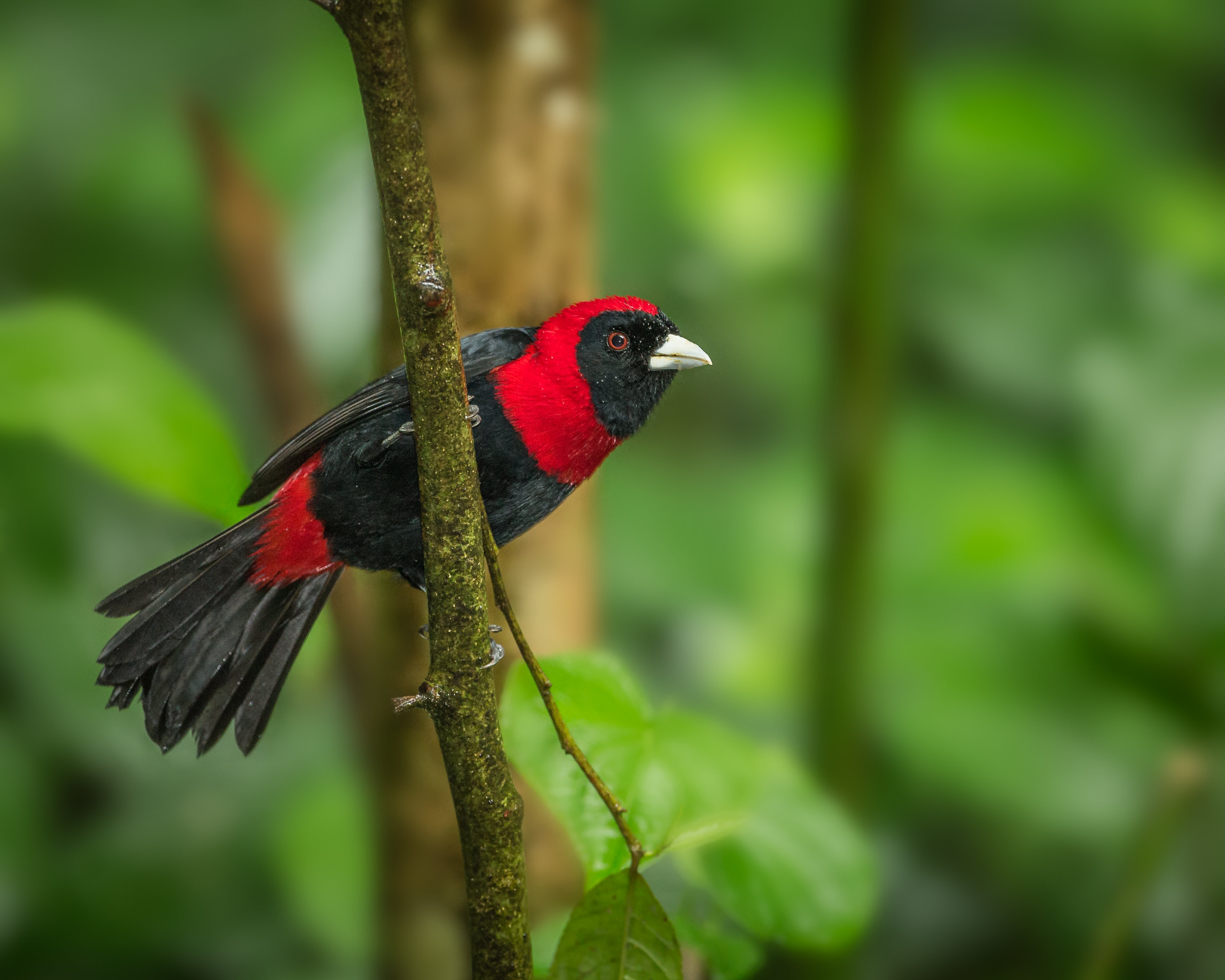 bright, branch, burial, bird, animals, tanager, repia