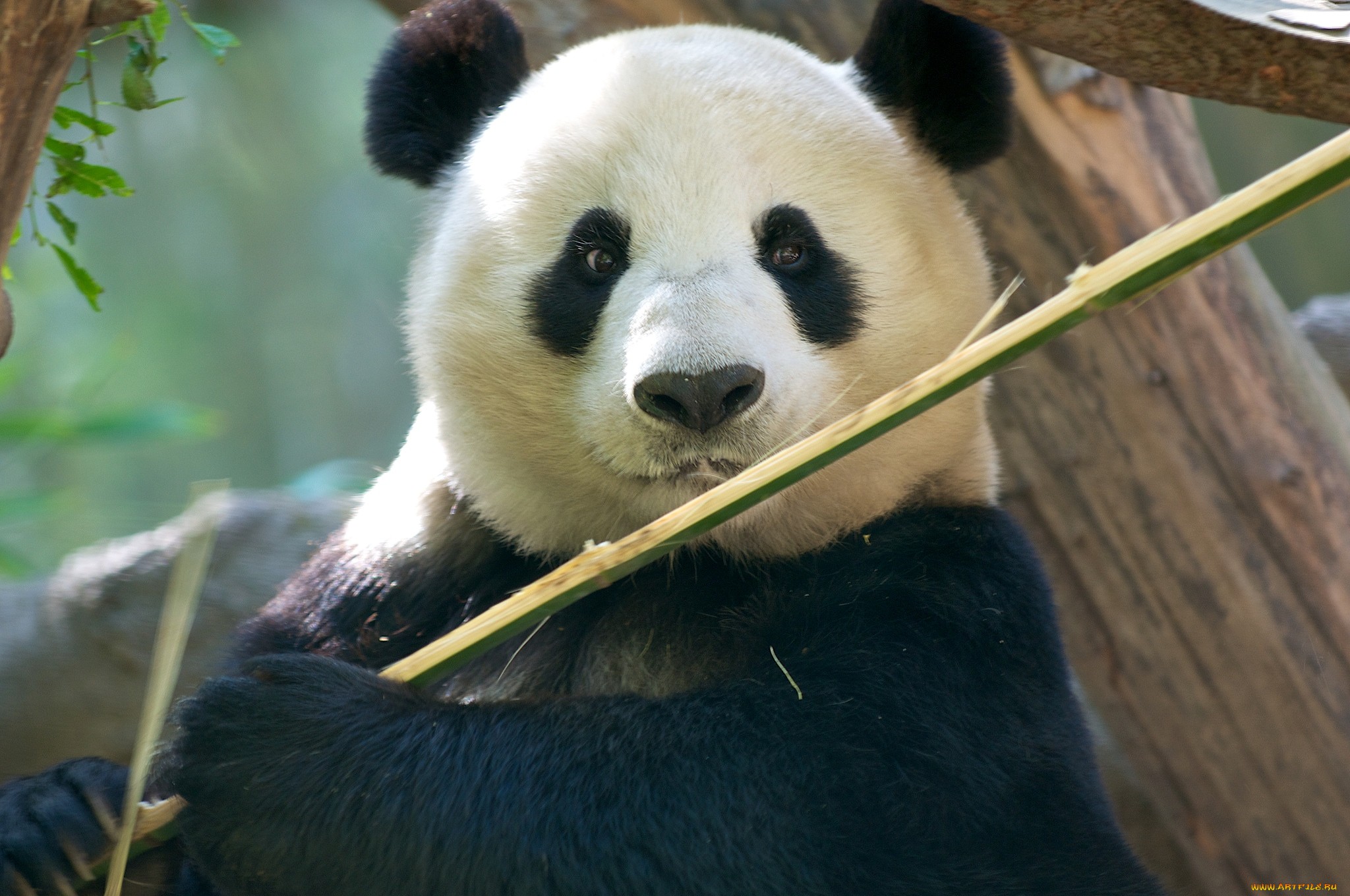 594880 скачать обои панда, животные - заставки и картинки бесплатно