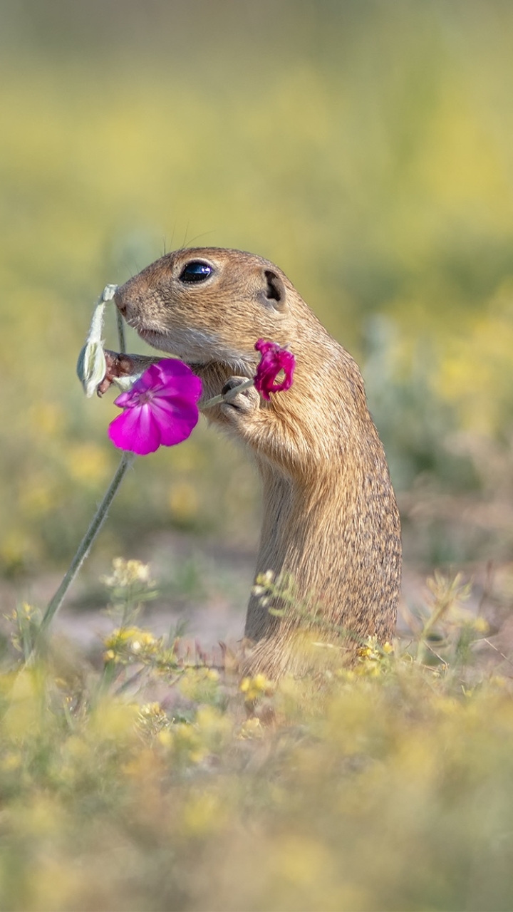 android animal, gopher, flower