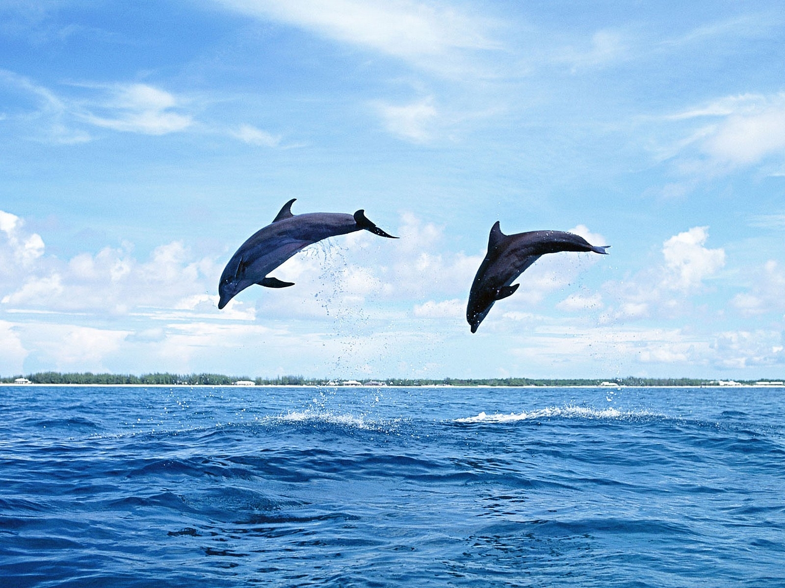 7306 Hintergrundbild herunterladen delfine, tiere, natur, blau - Bildschirmschoner und Bilder kostenlos