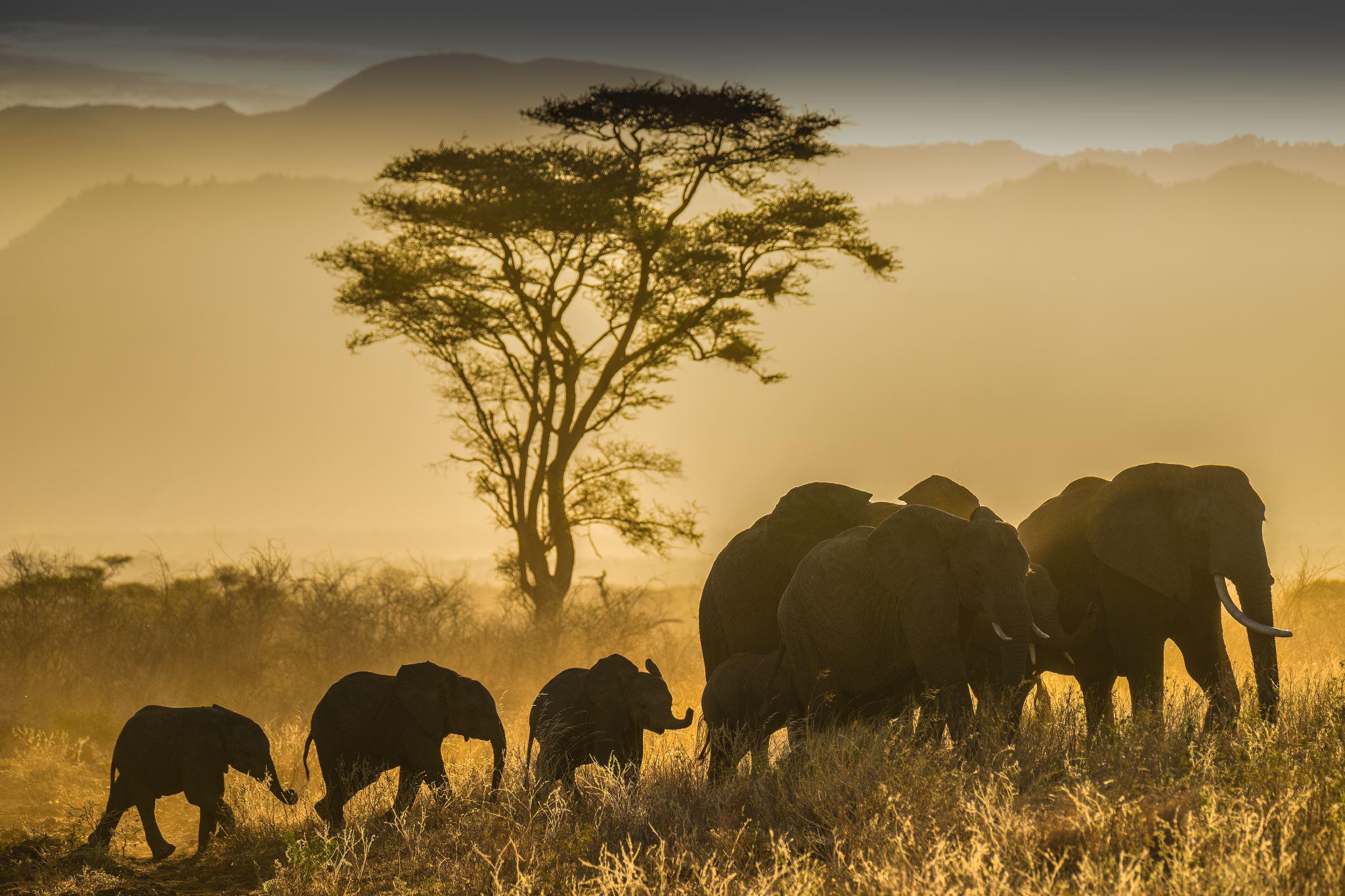 Wild life. Нэшнл географик животные саванны. Африка животные и природа Массаи. Саванна фото National Geographic. Уганда биоразнообразие.