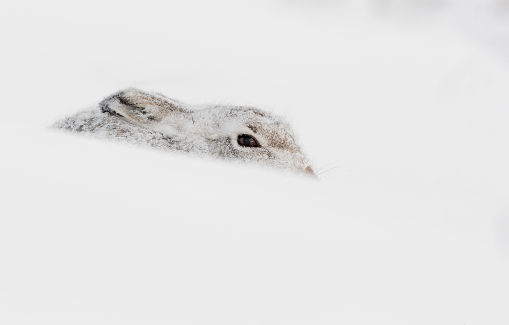 Зайчик прячется в снегу