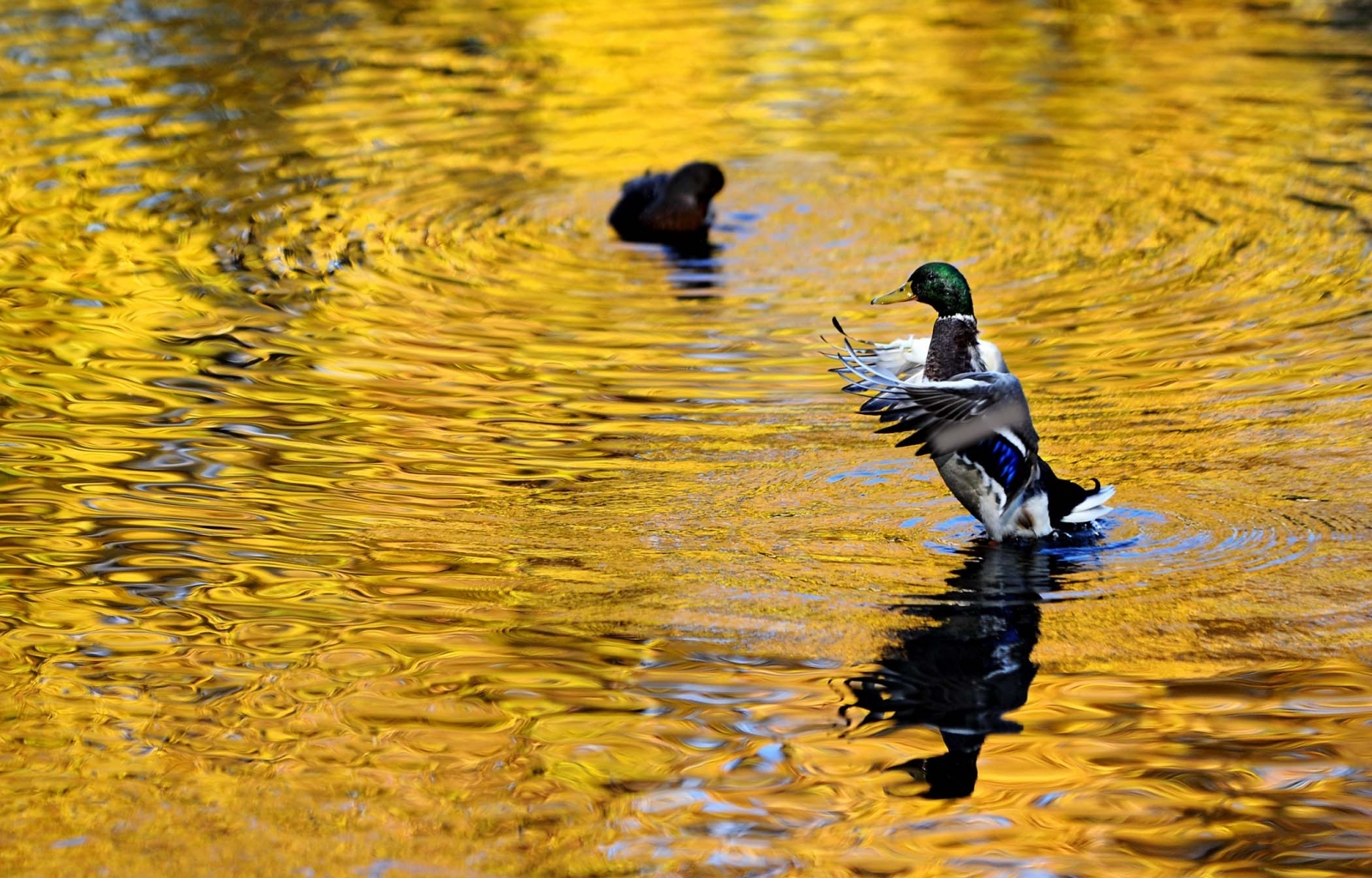 Laden Sie das Ducks, Tiere, Vögel-Bild kostenlos auf Ihren PC-Desktop herunter