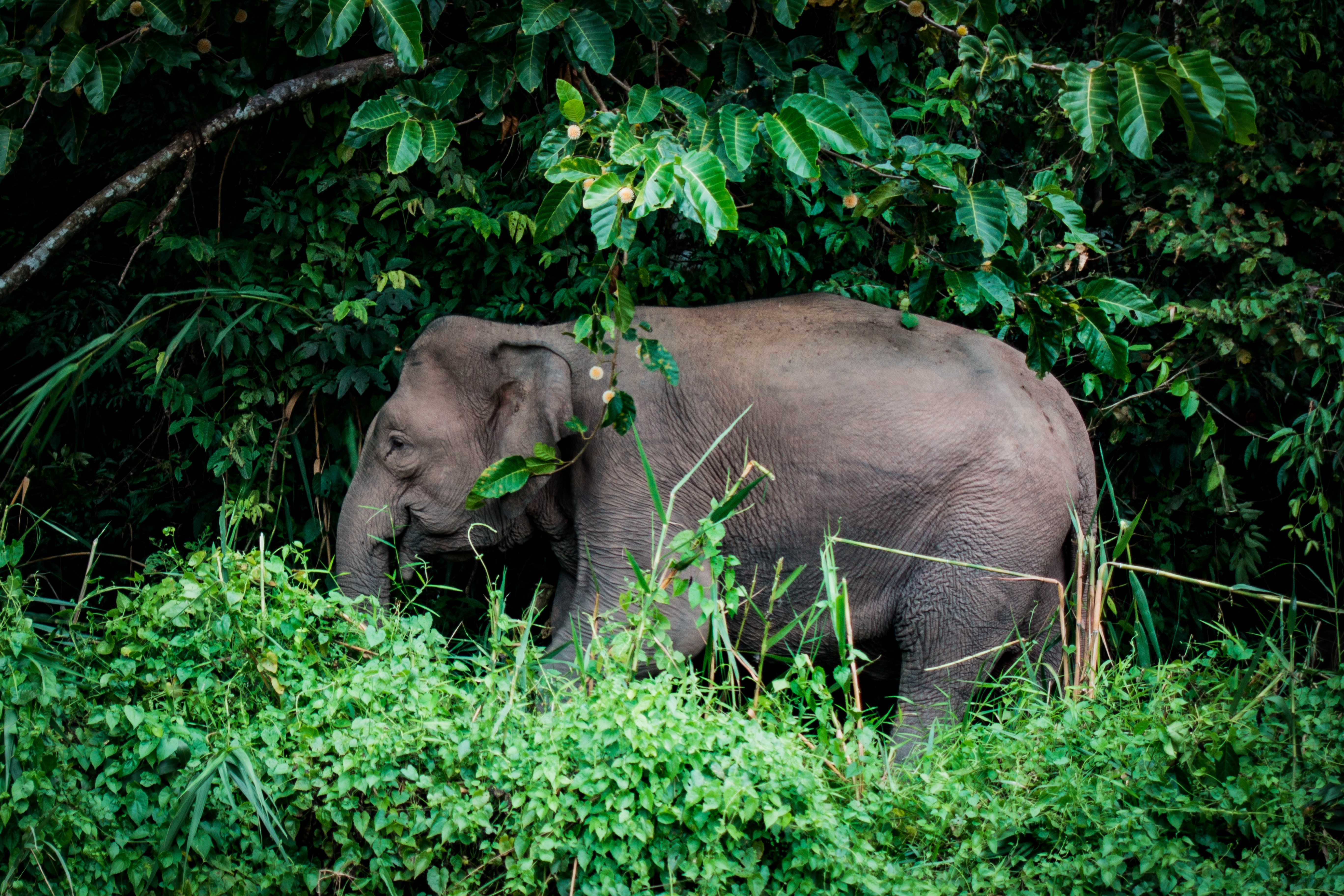 Handy-Wallpaper Grass, Elefanten, Bäume, Tiere, Elefant kostenlos herunterladen.