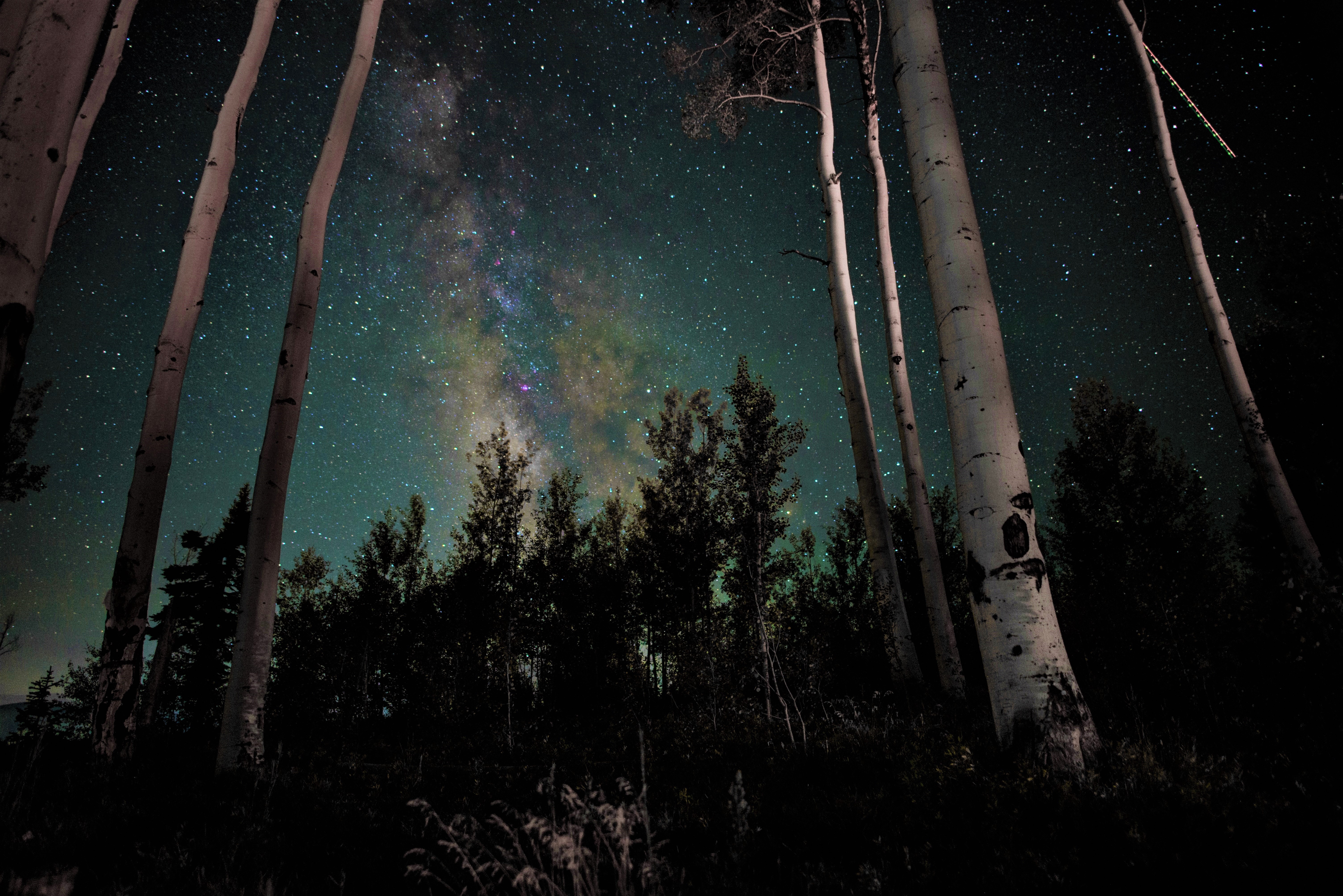 earth, forest, birch, night, starry sky, stars, tree 1080p