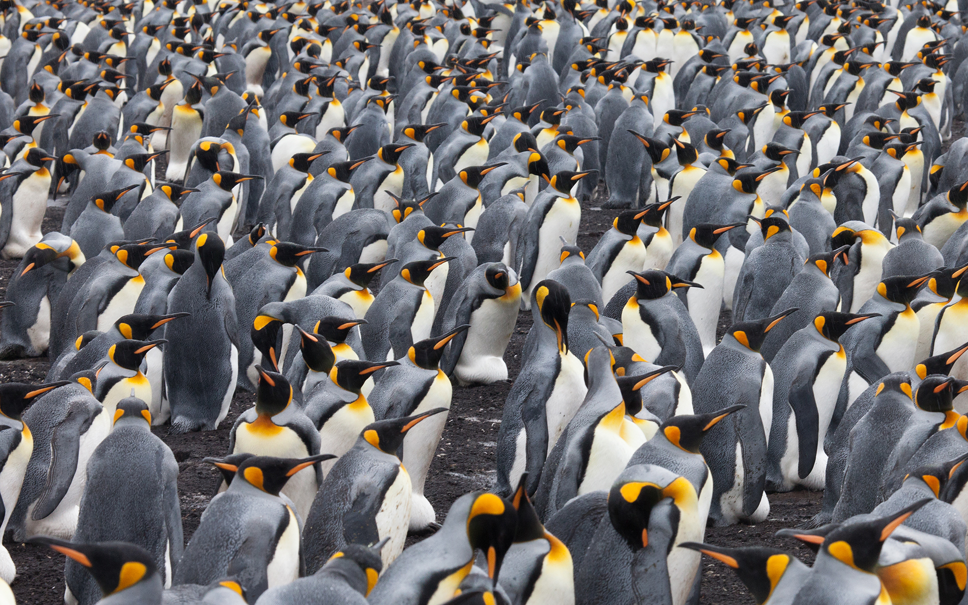 381828壁紙のダウンロード動物, ペンギン, キングペンギン, 鳥-スクリーンセーバーと写真を無料で