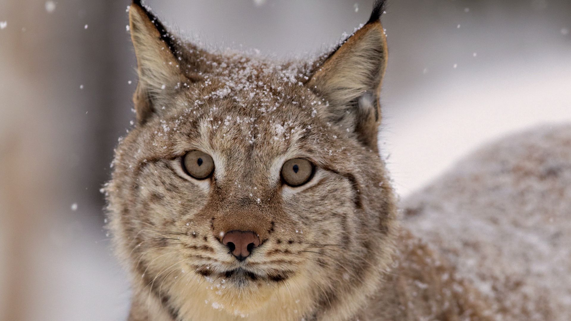 animals, snow, iris, muzzle, spotted, spotty, predator HD for desktop 1080p