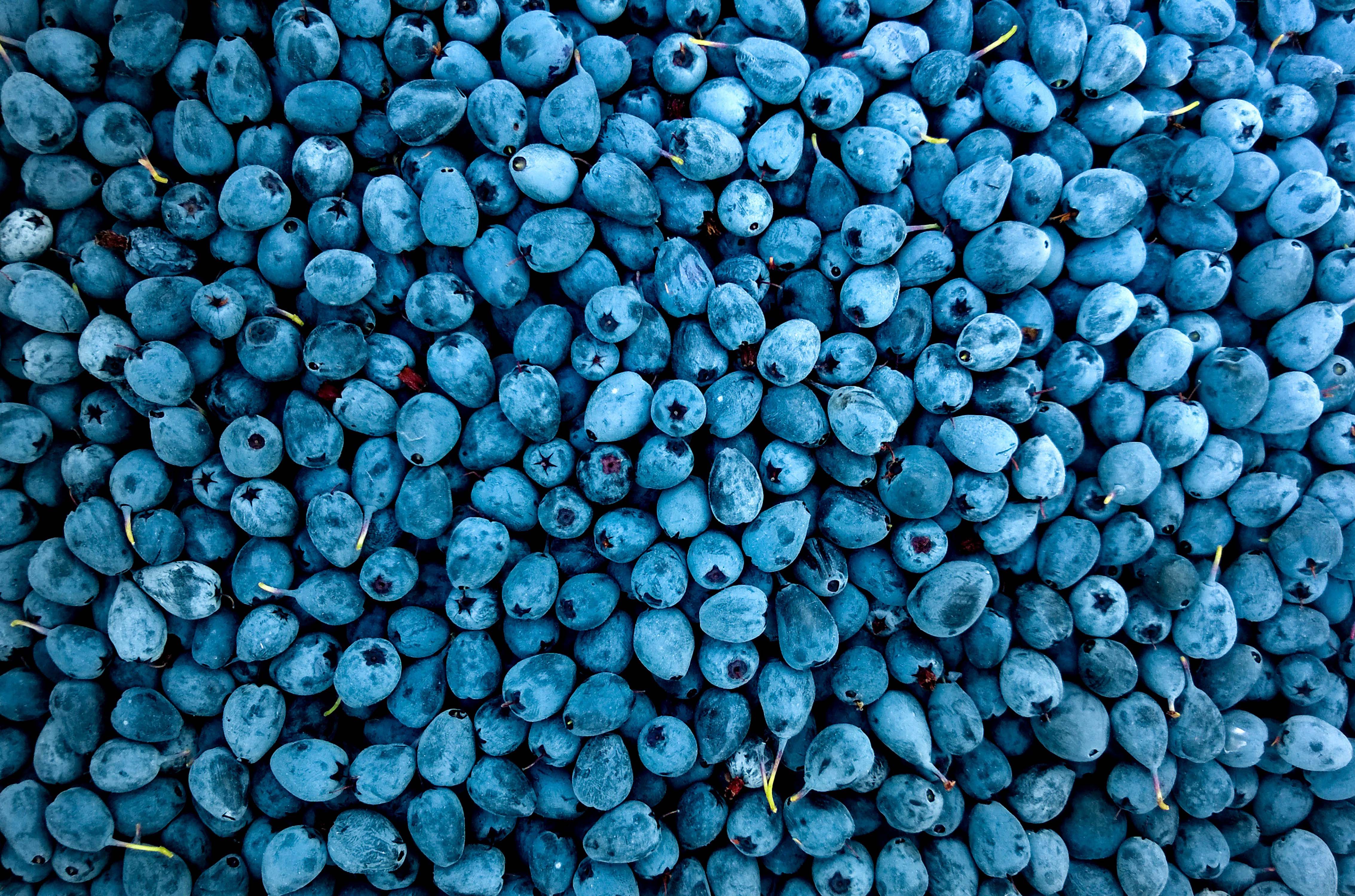 Голубые ягоды