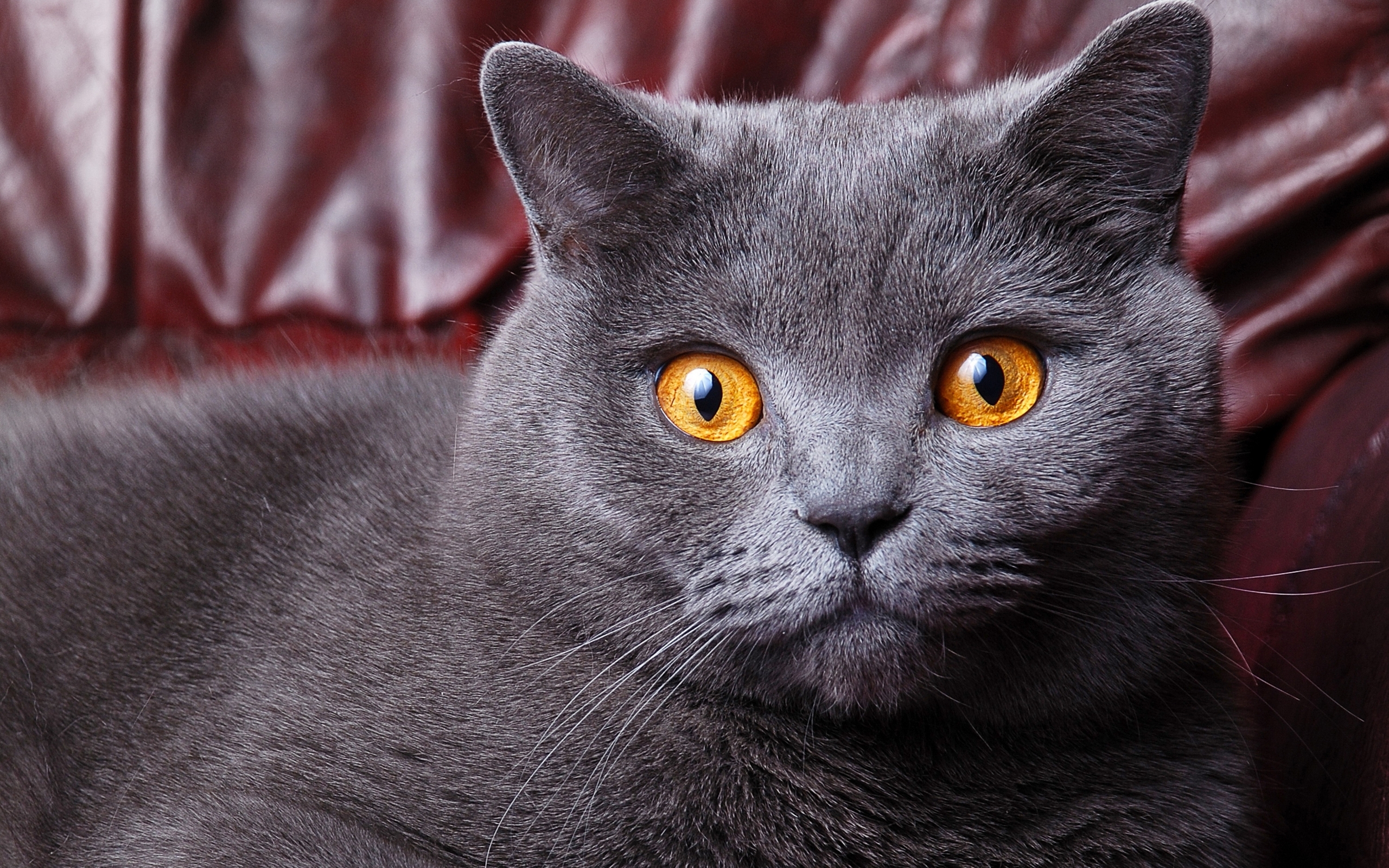 Серый Кот С Оранжевыми Глазами