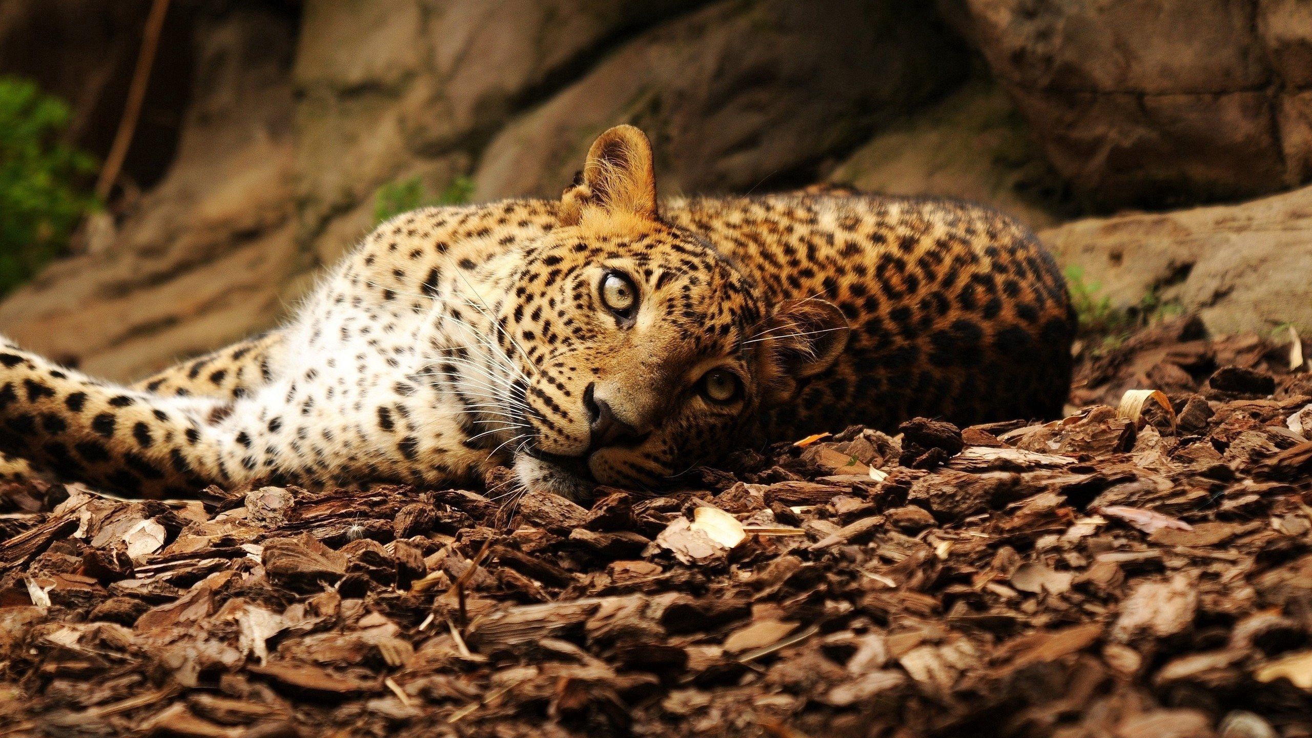 animals, jaguar, spotted, spotty, big cat, foliage 4K