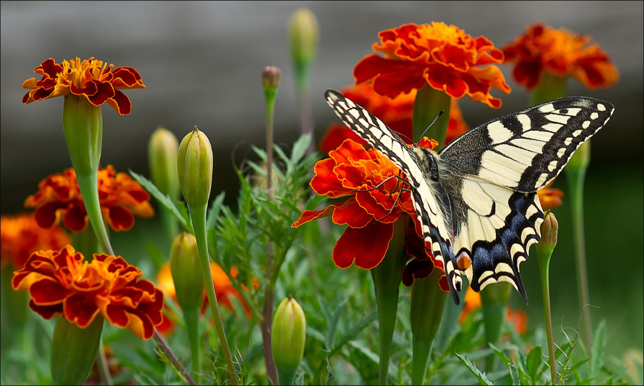animal, swallowtail butterfly 4K Ultra