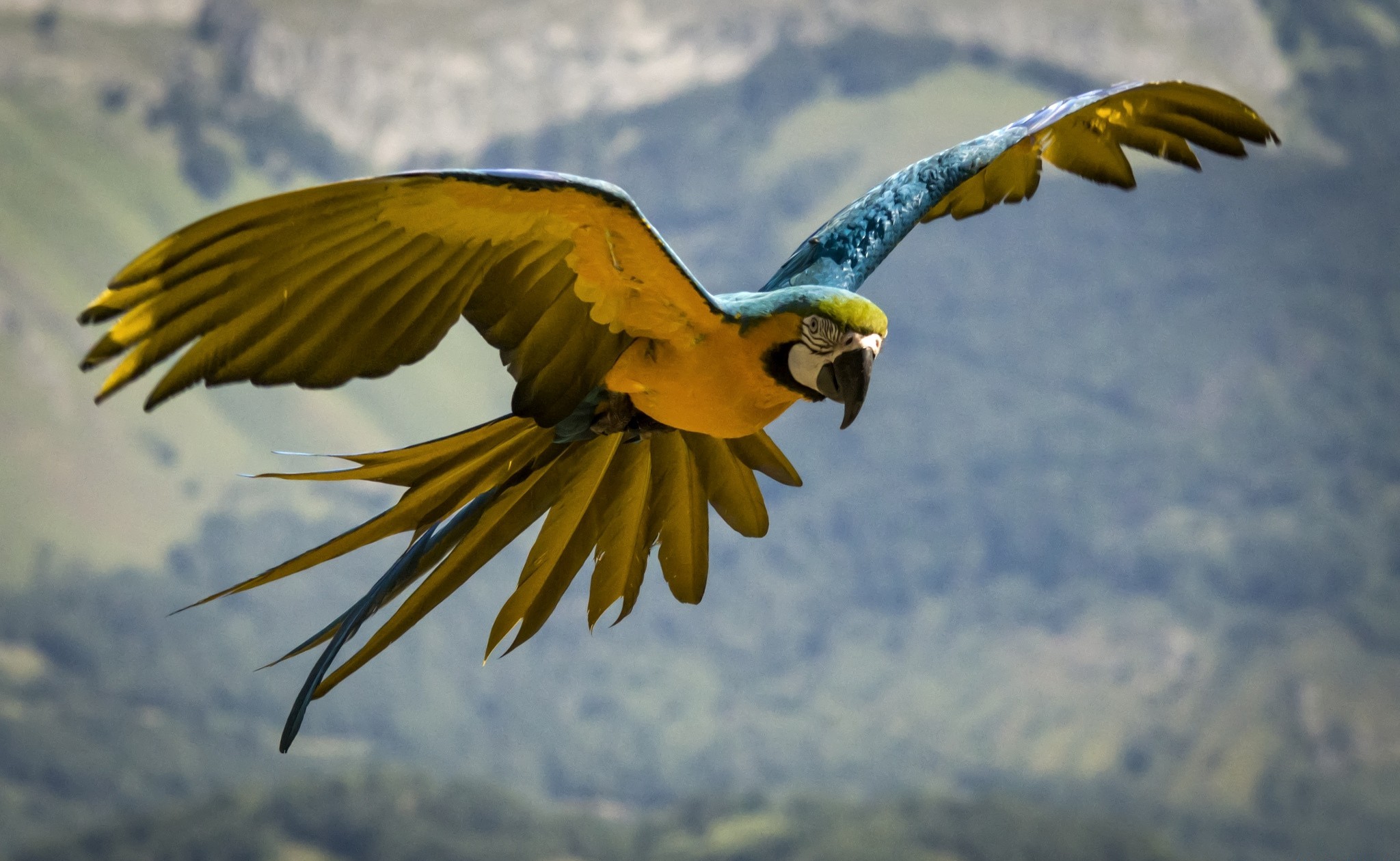 animal, blue and yellow macaw, flight, macaw, parrot, birds