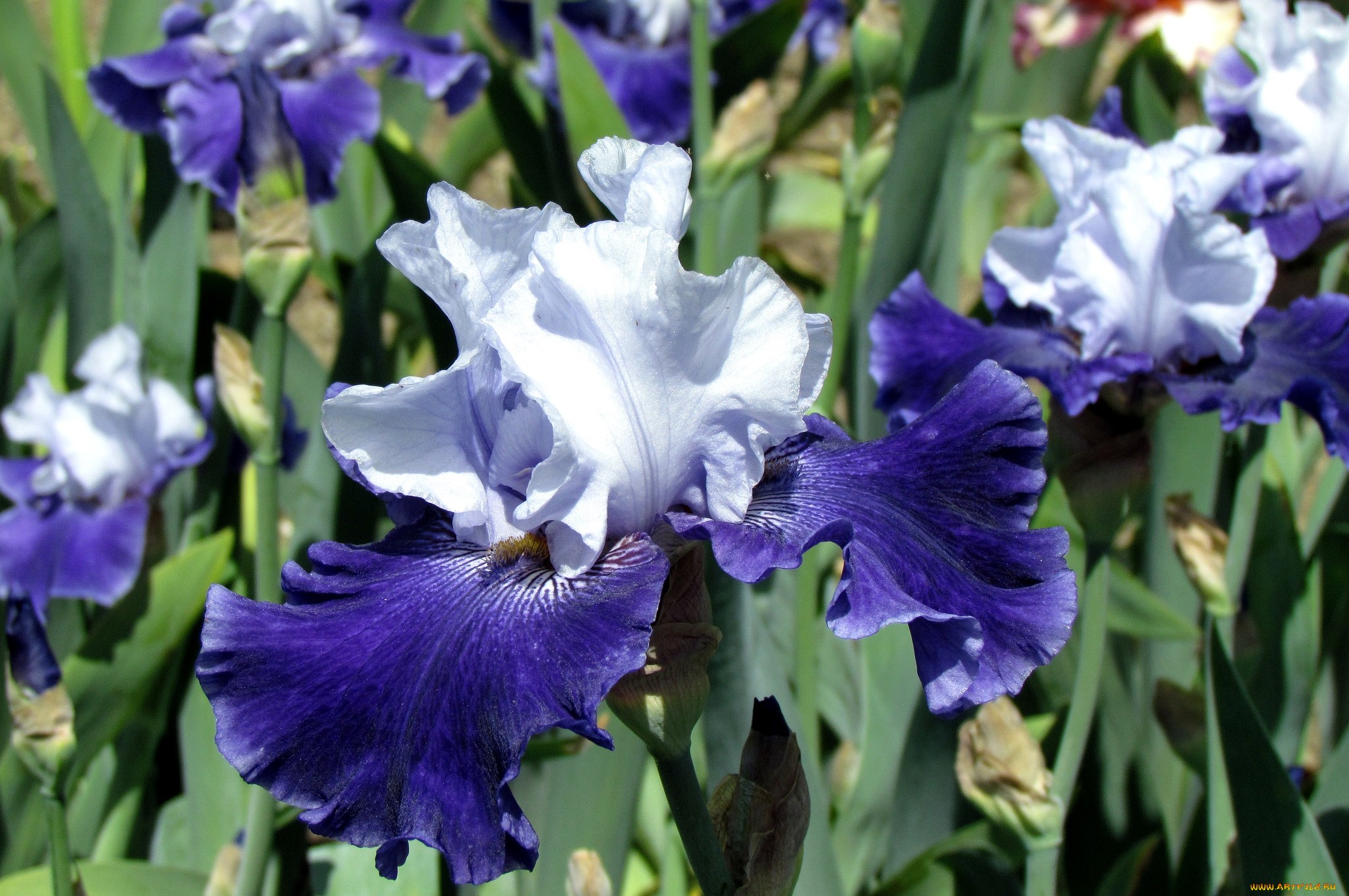301341 descargar fondo de pantalla tierra/naturaleza, iris, flores: protectores de pantalla e imágenes gratis