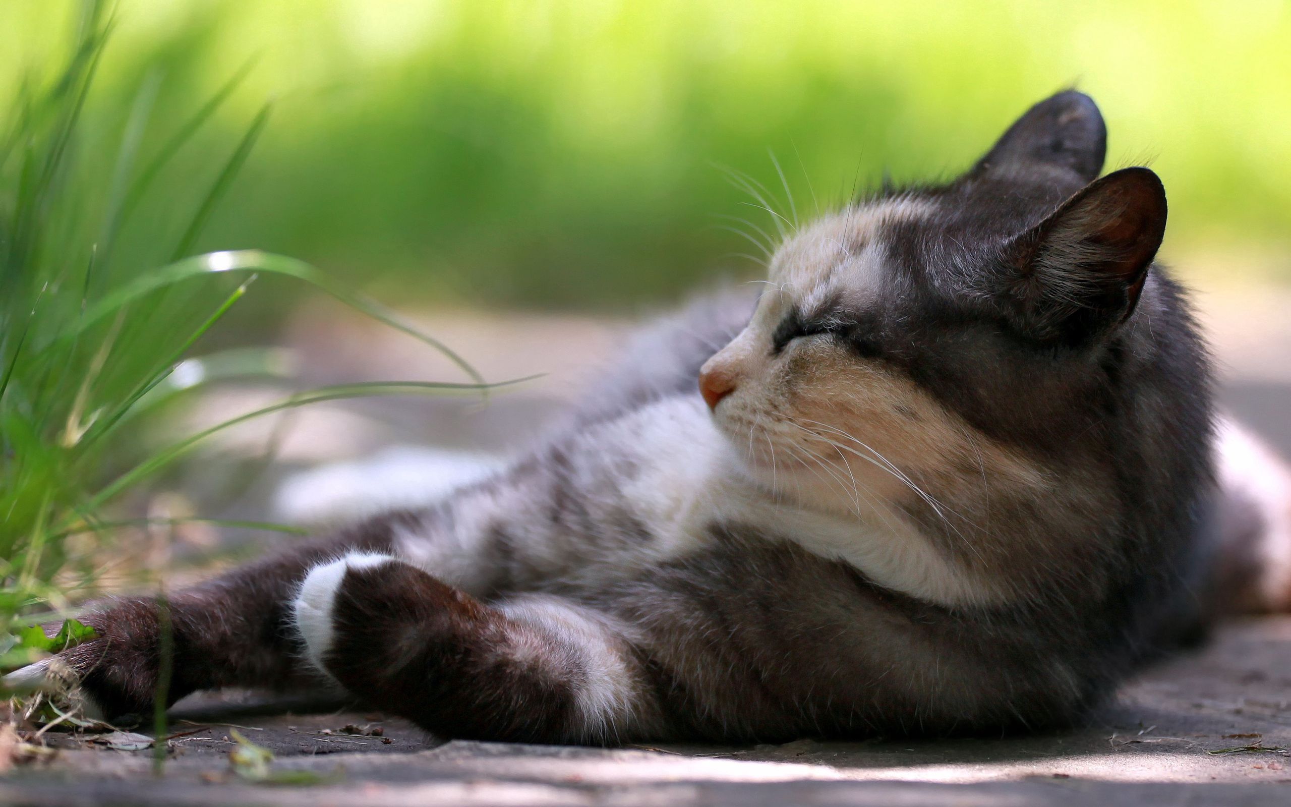 animals, grass, cat, to lie down, lie, relaxation, rest, sleepy phone wallpaper