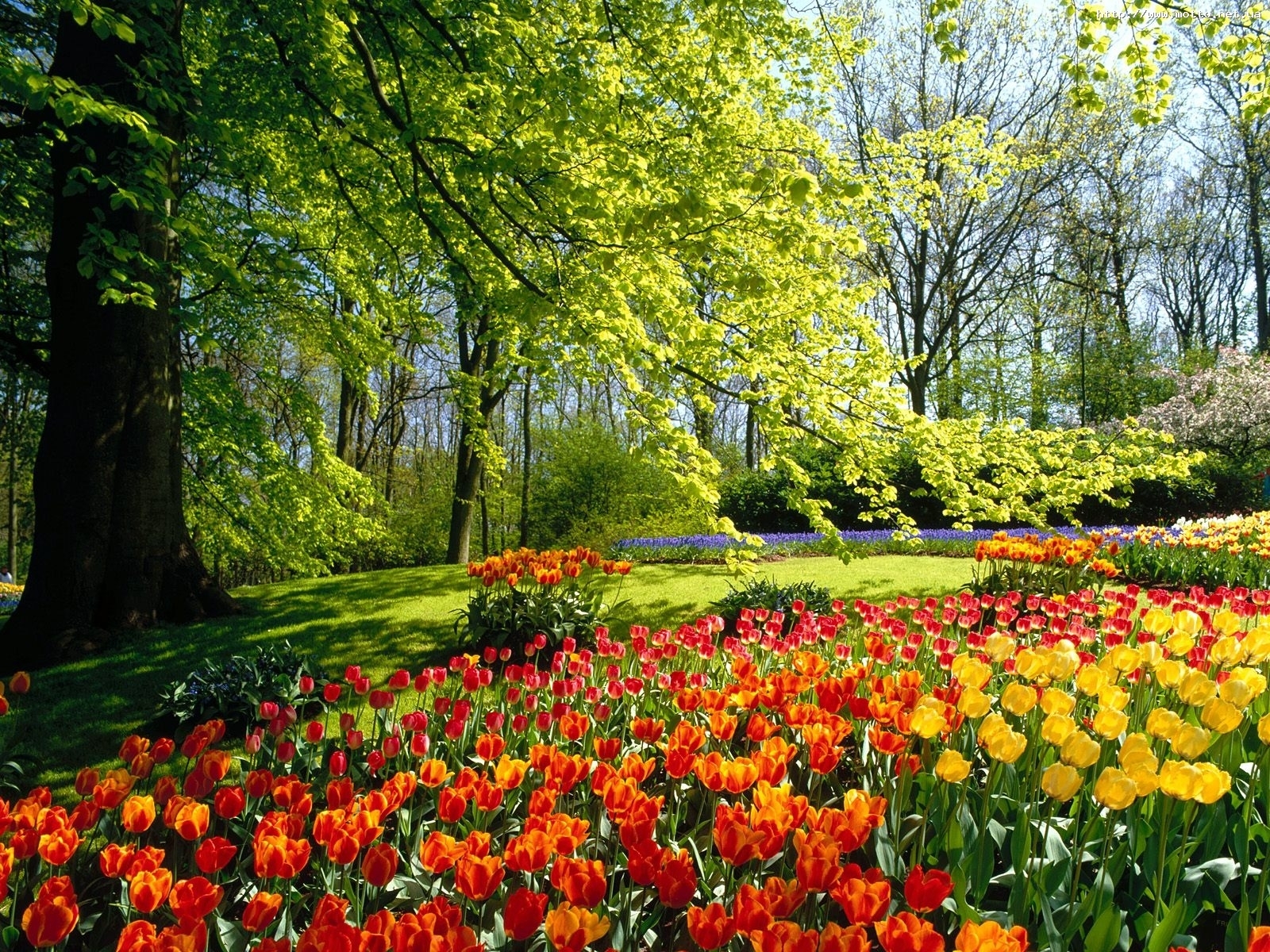 Скачать картинку Тюльпаны, Пейзаж, Цветы, Растения в телефон бесплатно.