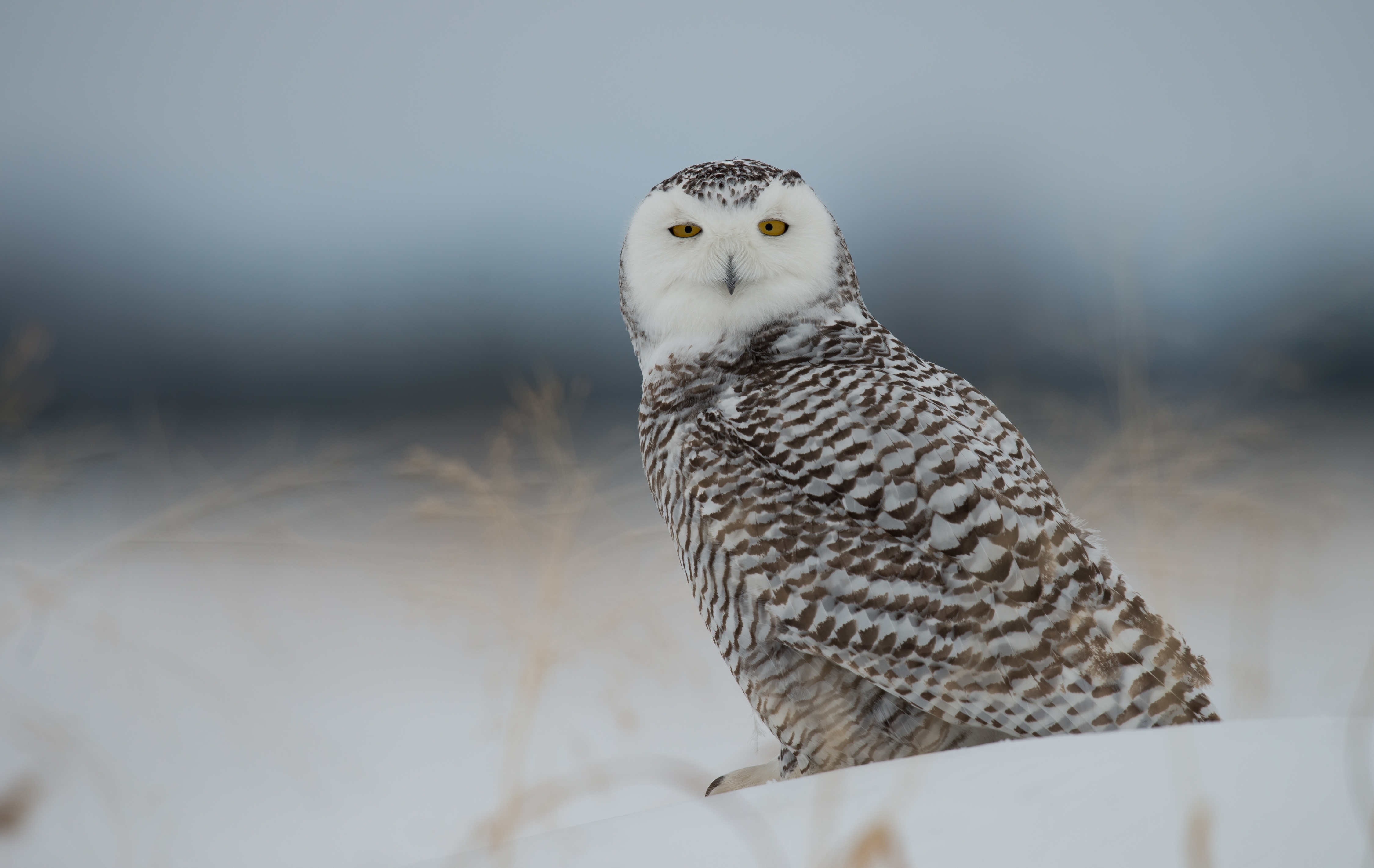 Download mobile wallpaper Polar Owl, Predator, Snow, Bird, Owl, Animals for free.