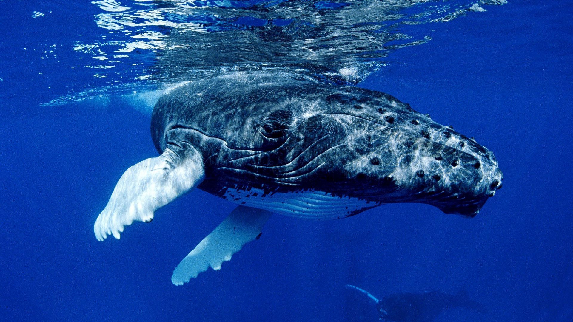 animals, water, ocean, surface, whale, fins
