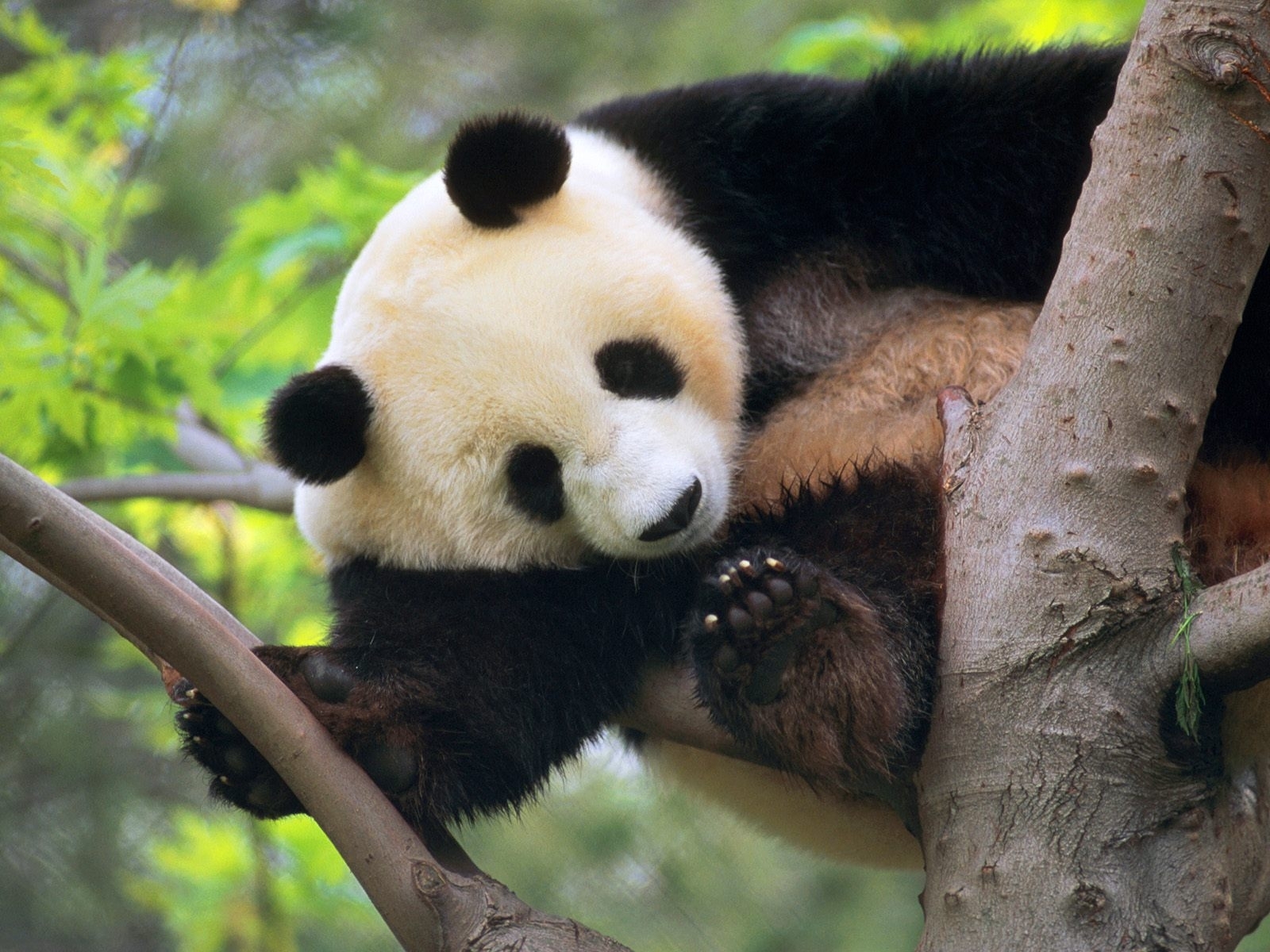 Download mobile wallpaper Animals, Bears, Pandas for free.