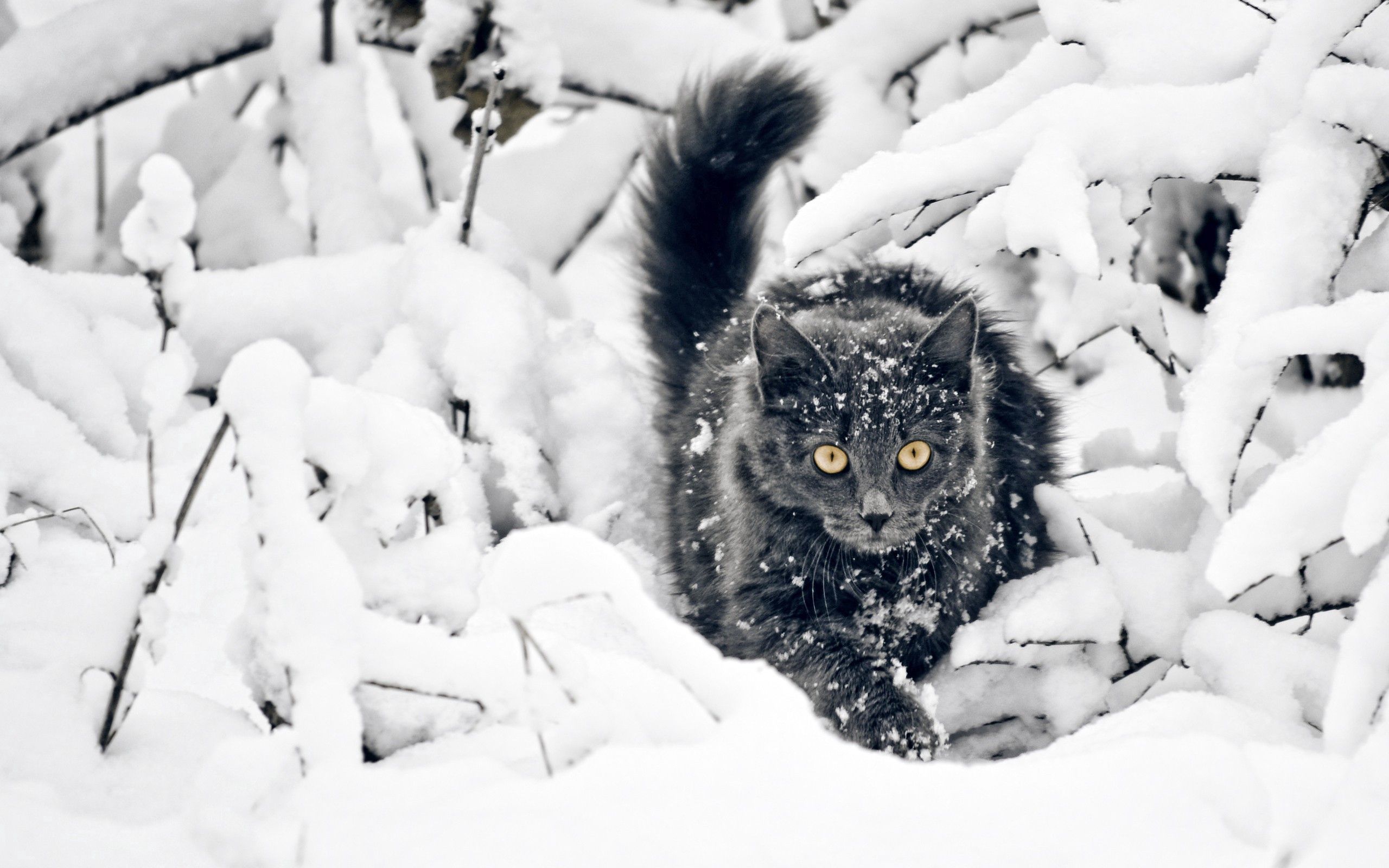 Free download wallpaper Fluffy, Branches, Hunting, Hunt, Animals, Cat, Snow on your PC desktop