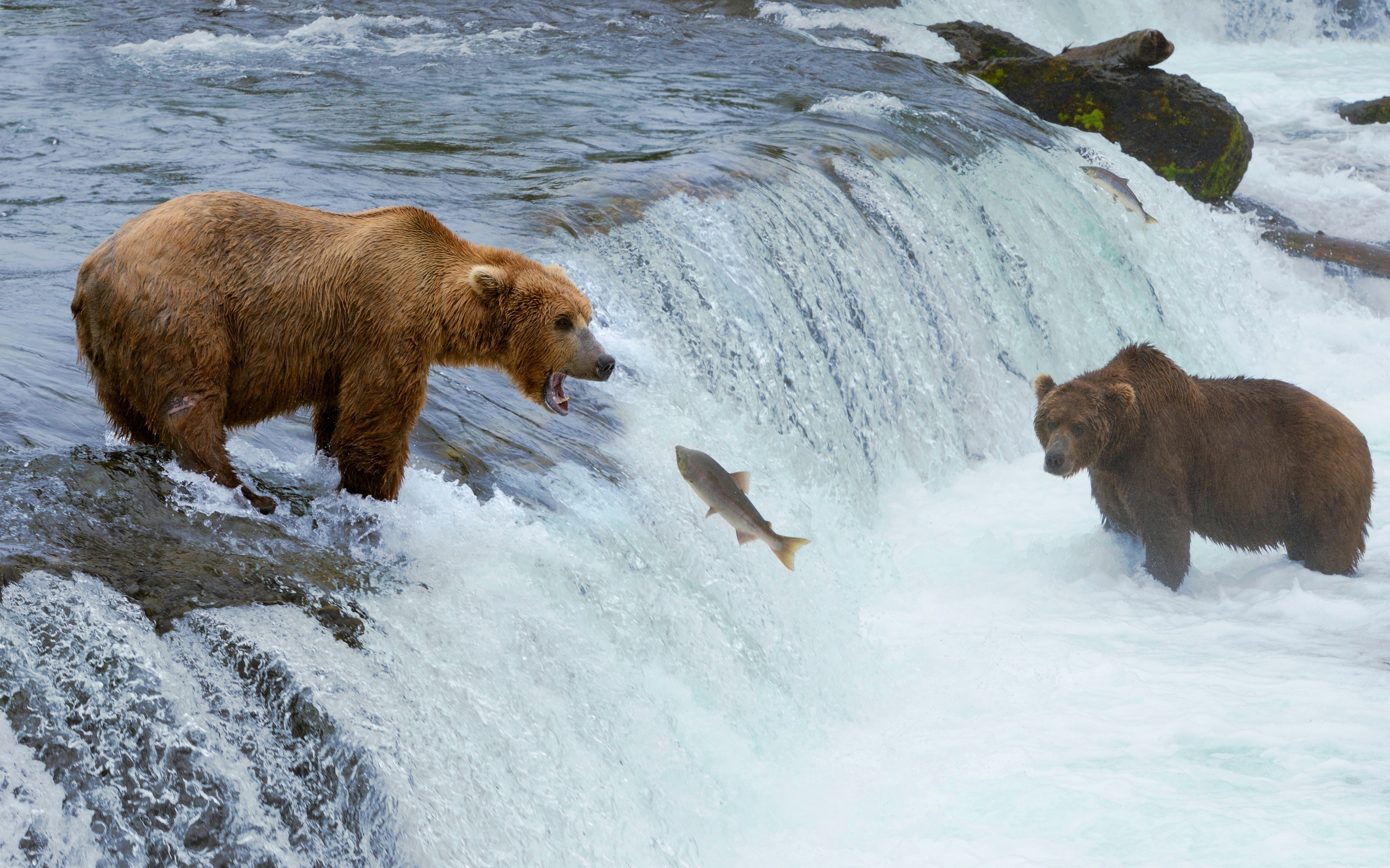 380225 скачать картинку животные, медведь, бурый медведь, рыба, река, водопад, медведи - обои и заставки бесплатно