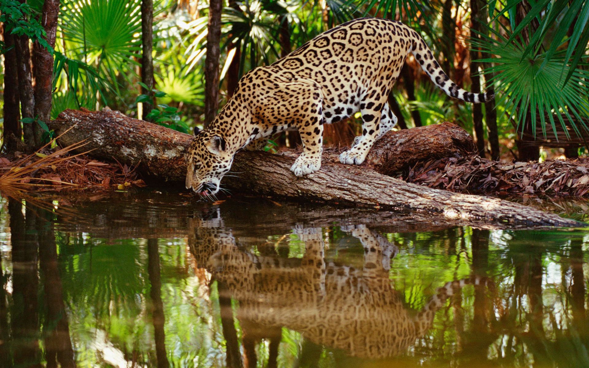 153866 Hintergrundbild herunterladen wald, tiere, wasser, bäume, jaguar, reflexion, raubtier, predator, große katze, big cat, trinken, durst - Bildschirmschoner und Bilder kostenlos