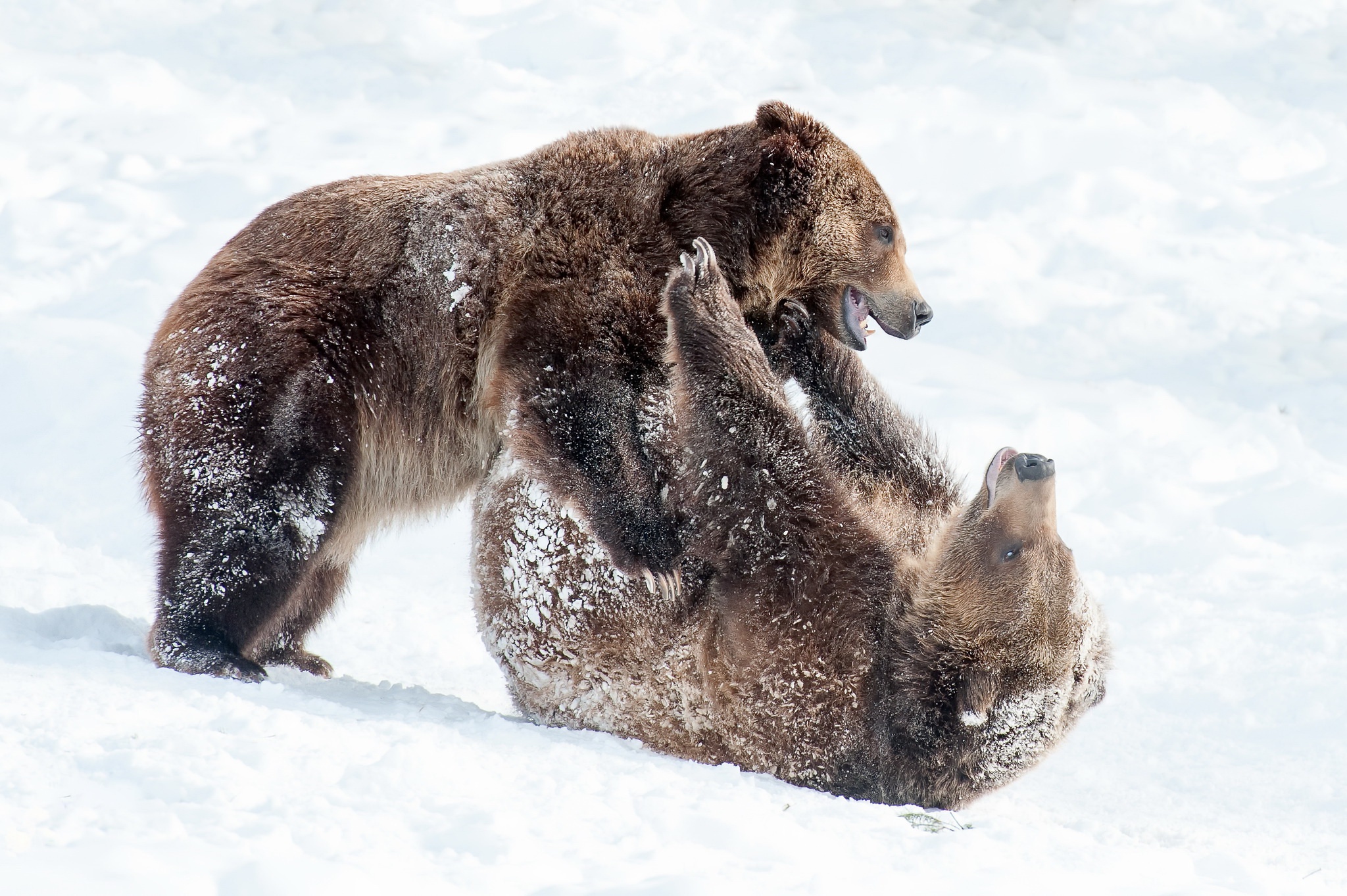 410322 下載圖片 动物, 熊, 播放, 雪 - 免費壁紙和屏保
