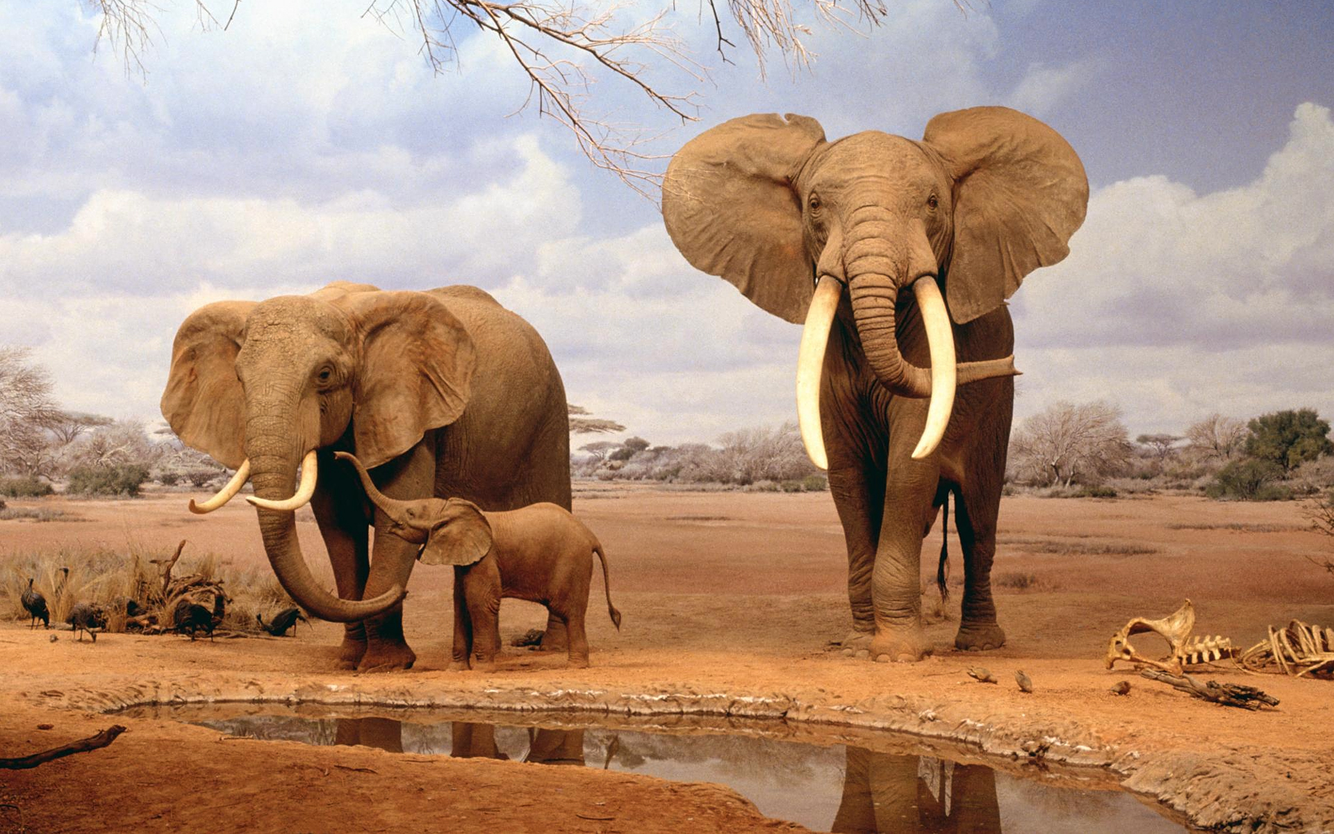 animal, african bush elephant