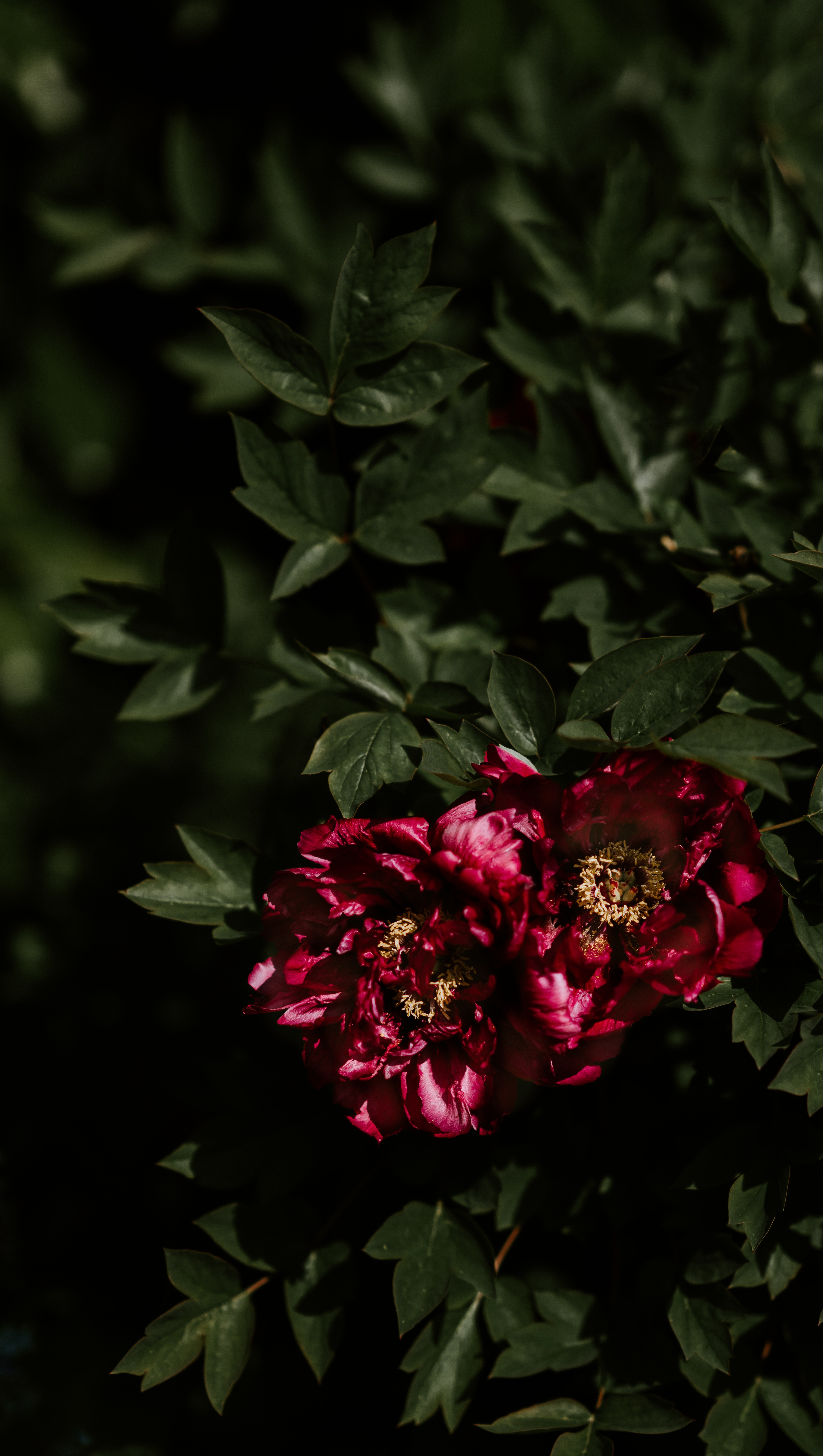 Download mobile wallpaper Bush, Peonies, Shadows, Buds, Leaves, Flowers for free.