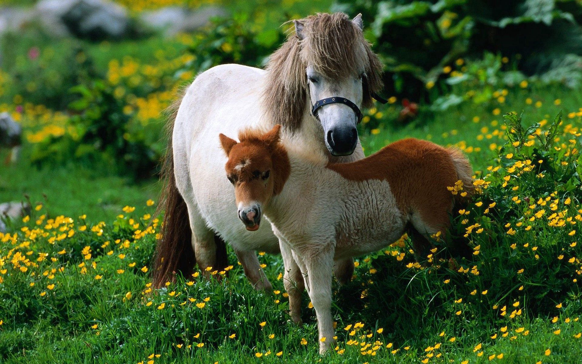 82242 скачать обои лошади, прогулка, цветы, животные, семья, трава, жеребец - заставки и картинки бесплатно