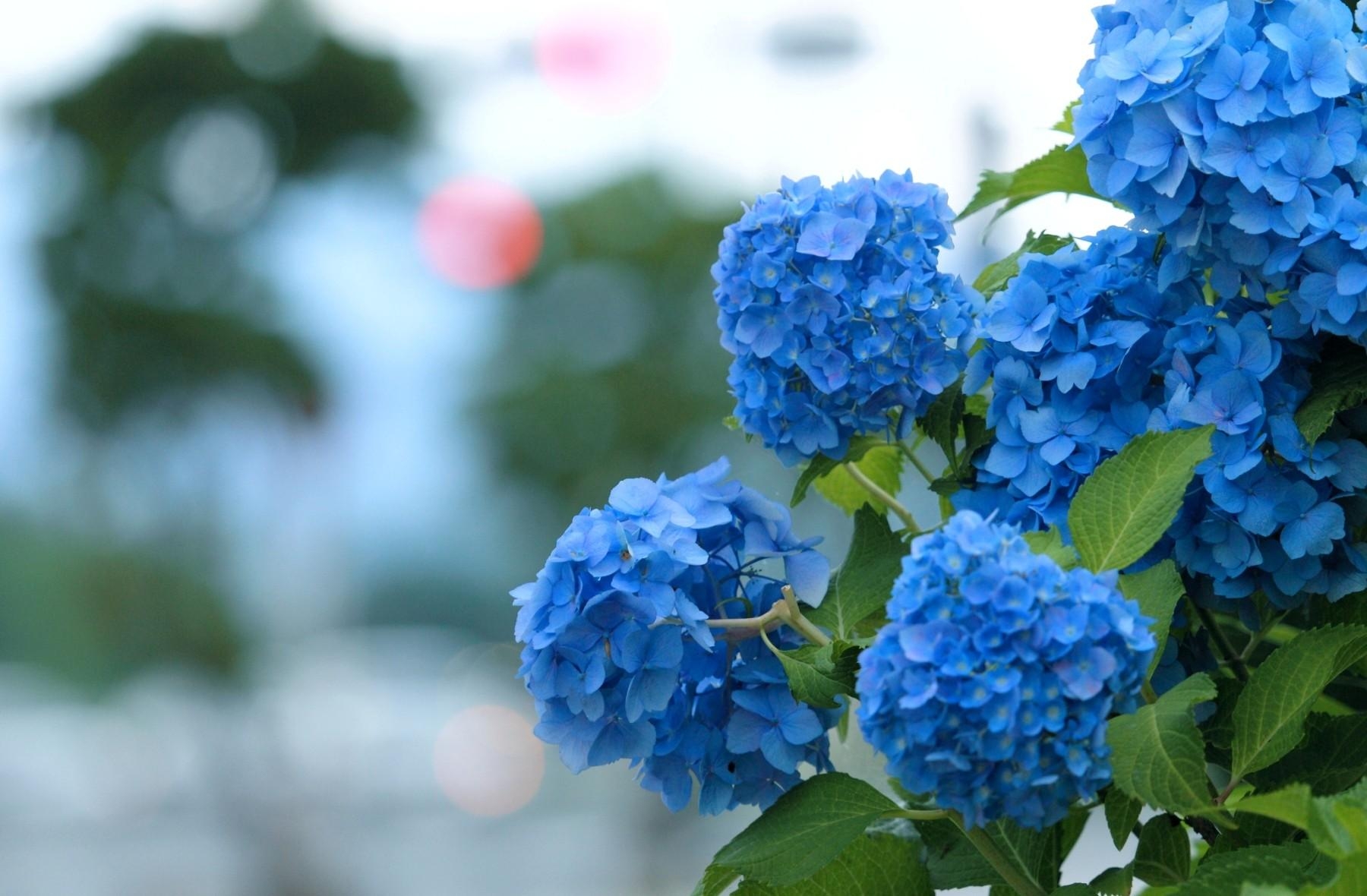 Mobile wallpaper hydrangea, smooth, green, flowers, blue, blur, bloom, flowering