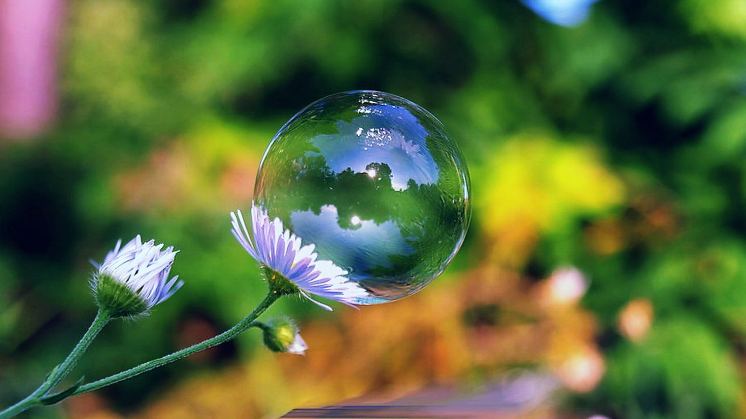 Цветок в пузыре