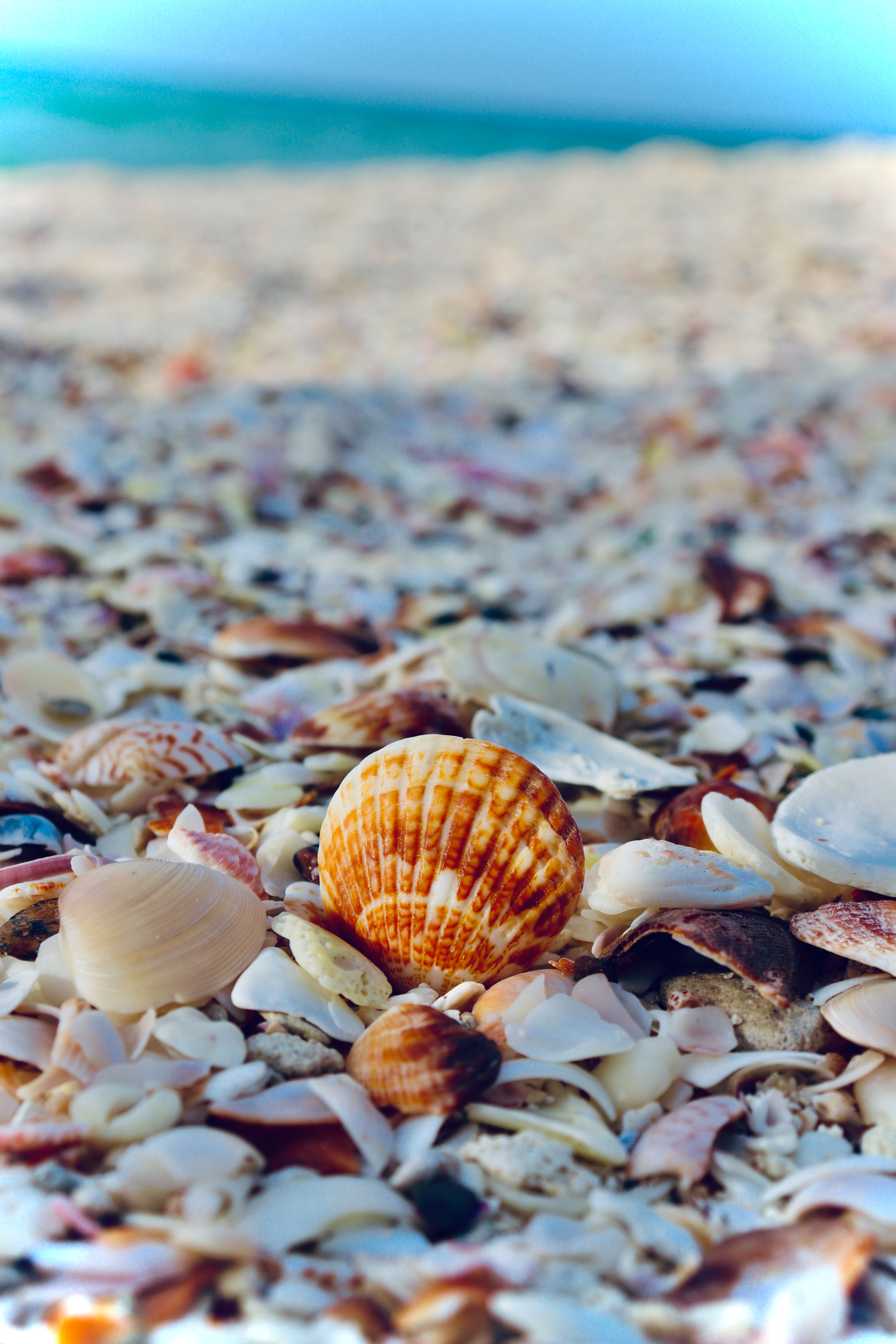 106116 Hintergrundbild herunterladen natur, sea, strand, shells, entspannung, ruhepause - Bildschirmschoner und Bilder kostenlos
