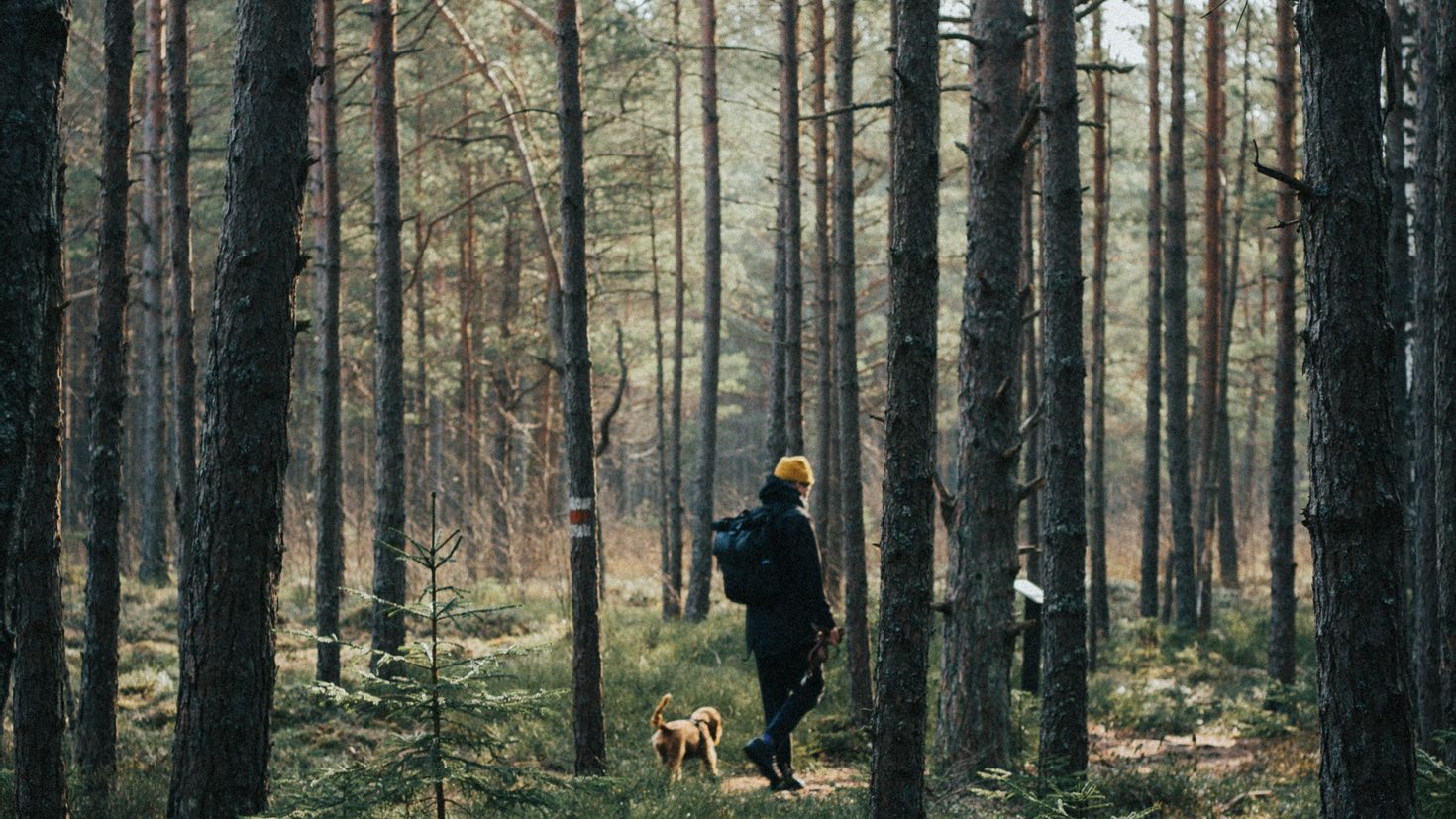 Впр гуляя в лесу попадаешь. Прогулка с собакой в лесу. Человек с собакой в лесу. Лесная прогулка. Прогулка по лесу с собакой.