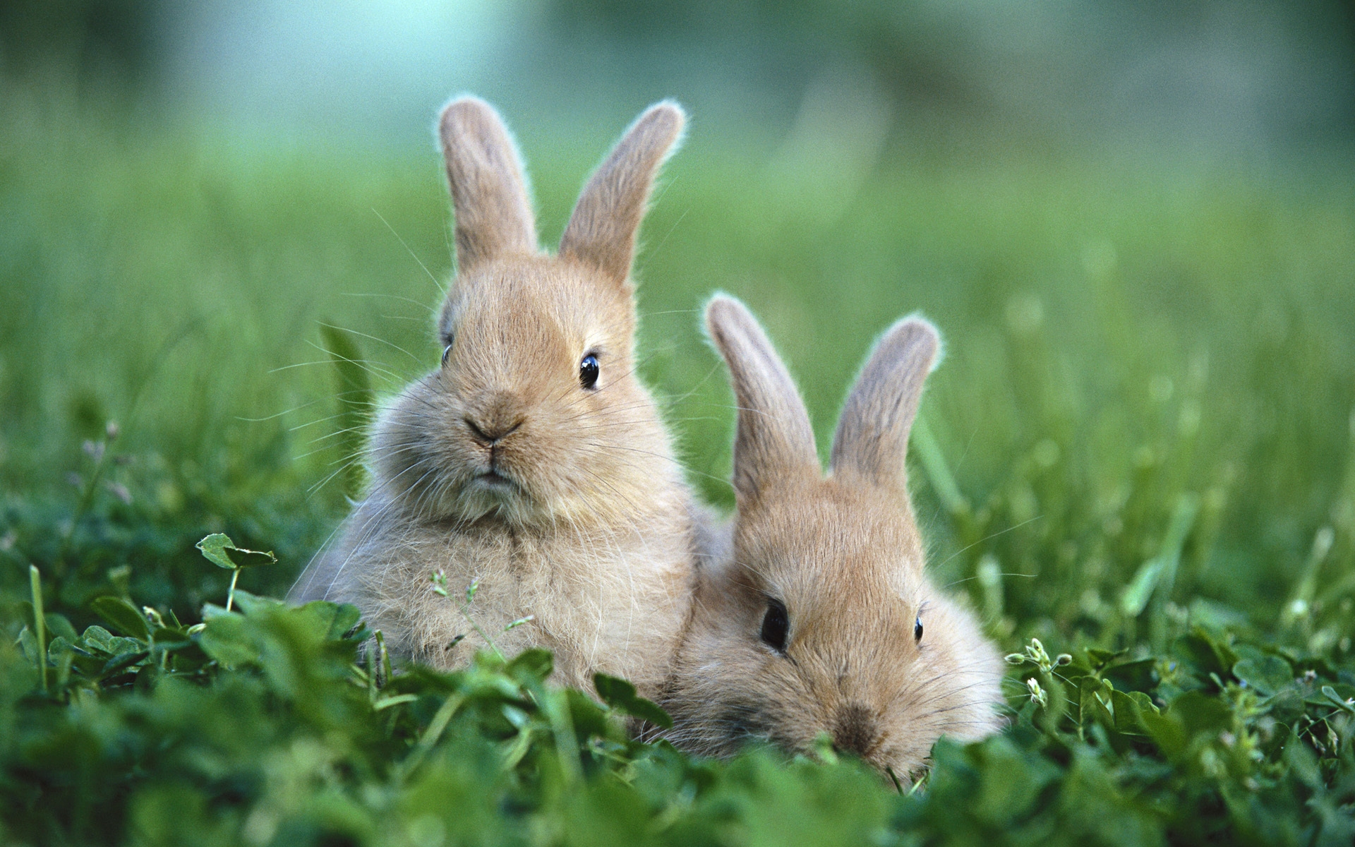 37388 descargar fondo de pantalla conejos, animales: protectores de pantalla e imágenes gratis