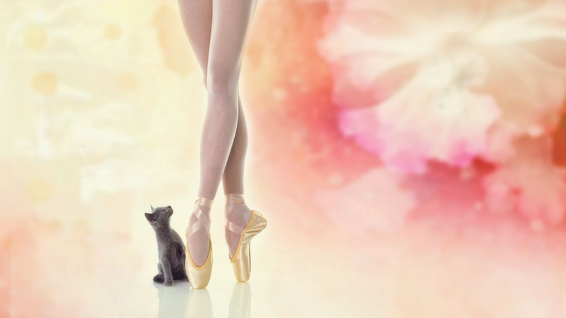 artistic, ballerina, cat, kitten High Definition image