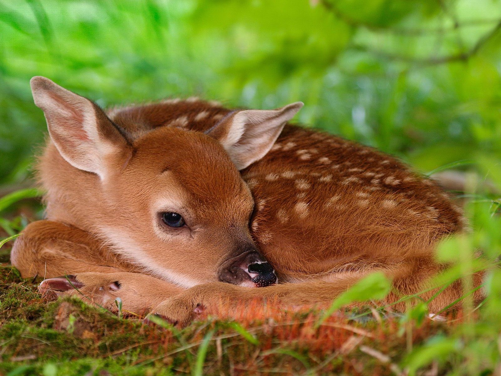 Download mobile wallpaper Tot, Young, Rest, Kid, Sleep, Joey, Animals, Dream, Relaxation, Deer for free.