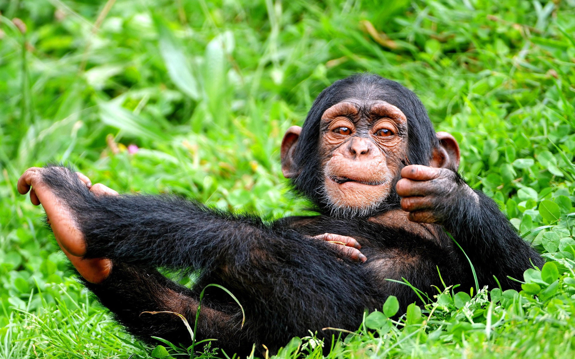 1452547 завантажити шпалери тварина, шимпанзе - заставки і картинки безкоштовно