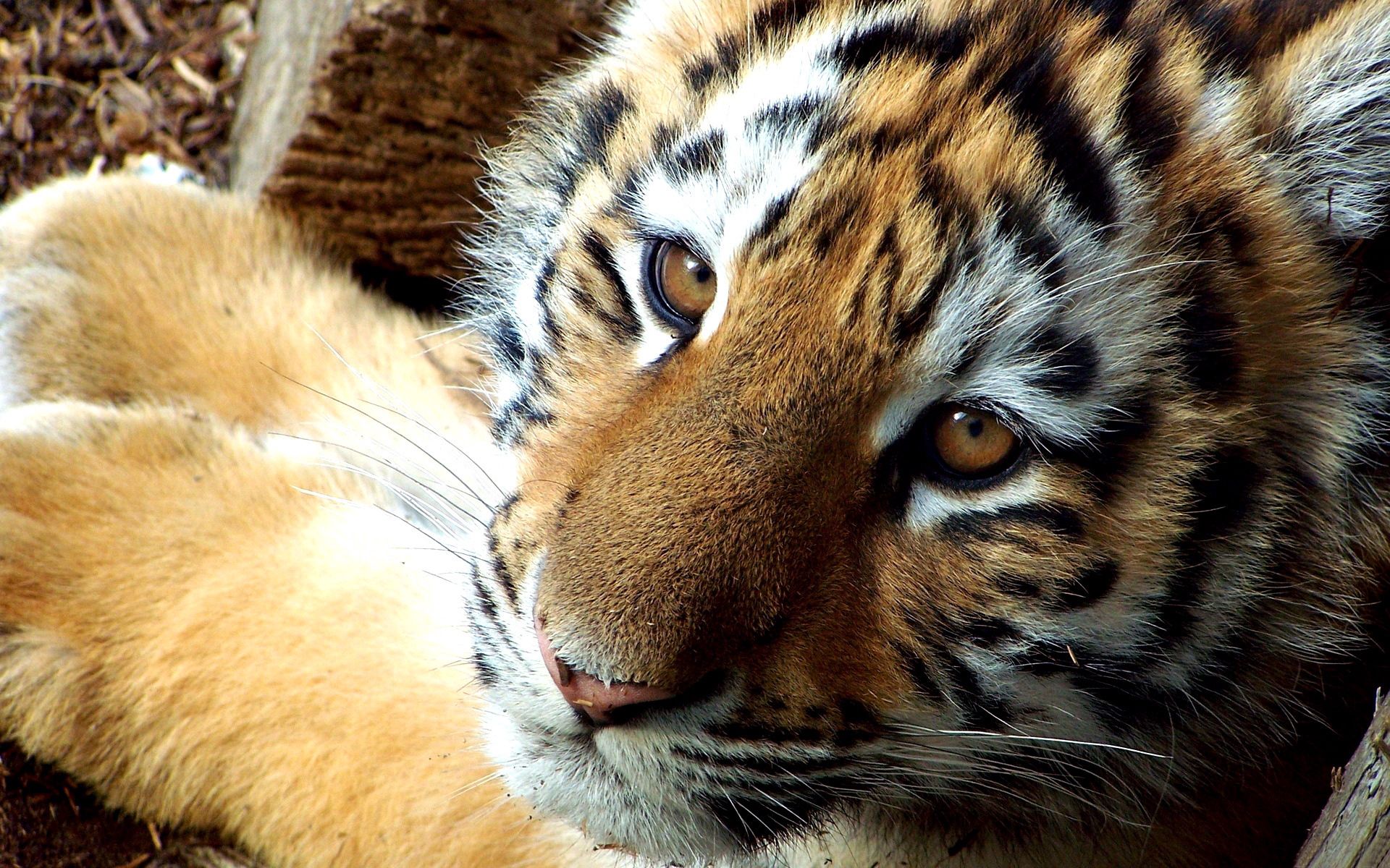 109970 Bild herunterladen tiere, junge, tiger, nett, joey, klein, art, tigerjunges - Hintergrundbilder und Bildschirmschoner kostenlos