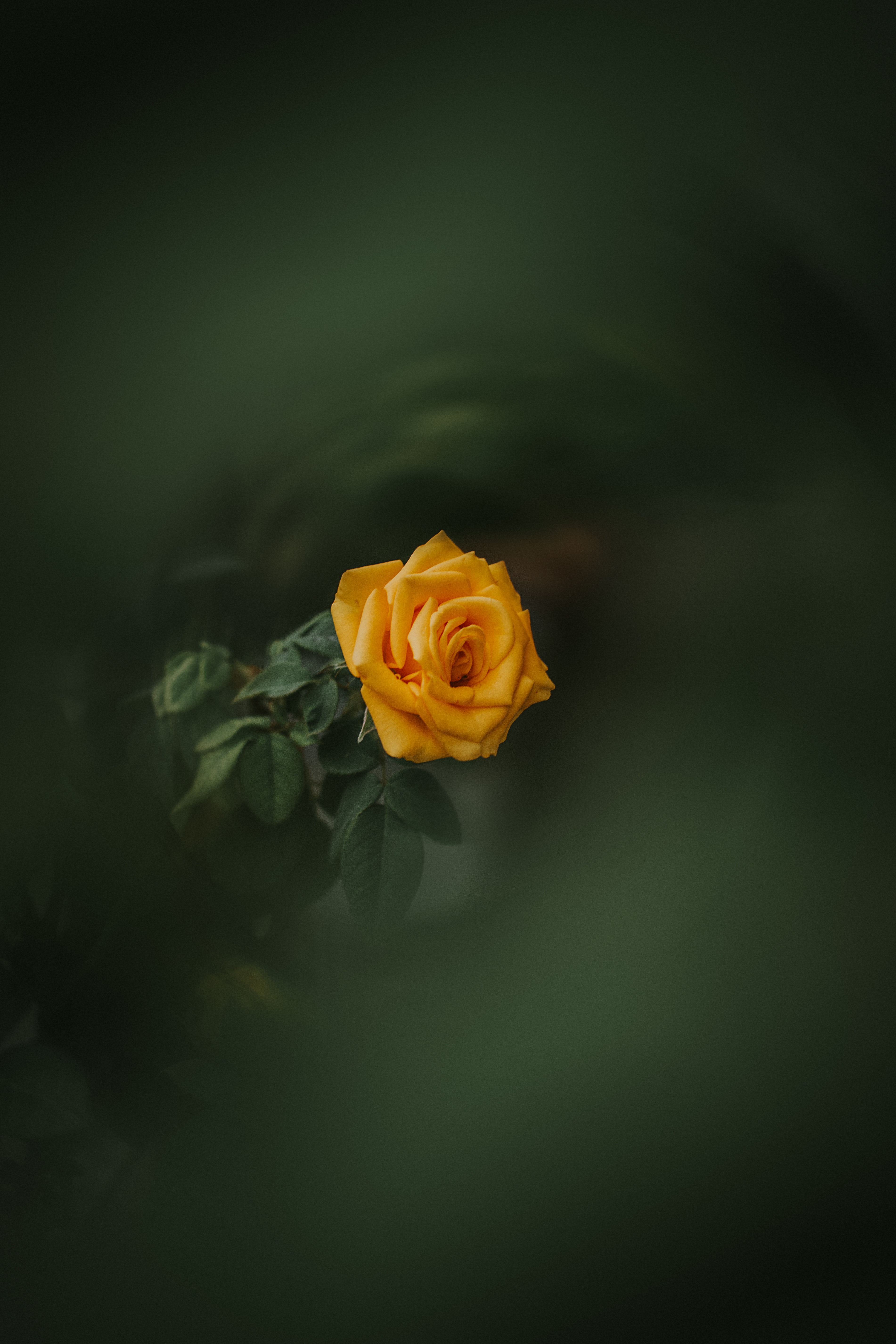 rose flower, rose, green, flowers, yellow, bud, blur, smooth, garden Full HD