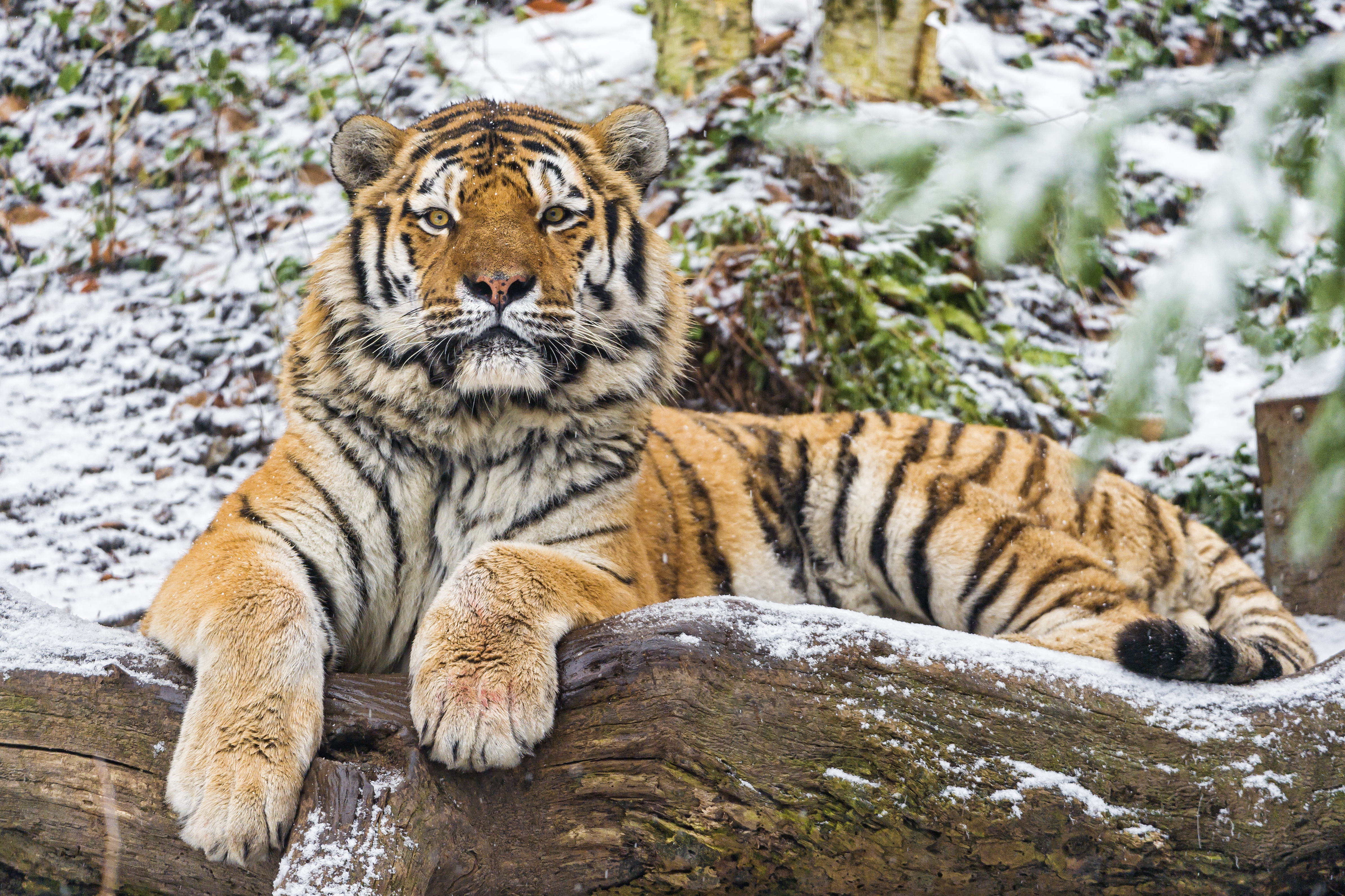 Handy-Wallpaper Amur Tiger, Predator, Big Cat, Tiere, Raubtier, Große Katze kostenlos herunterladen.