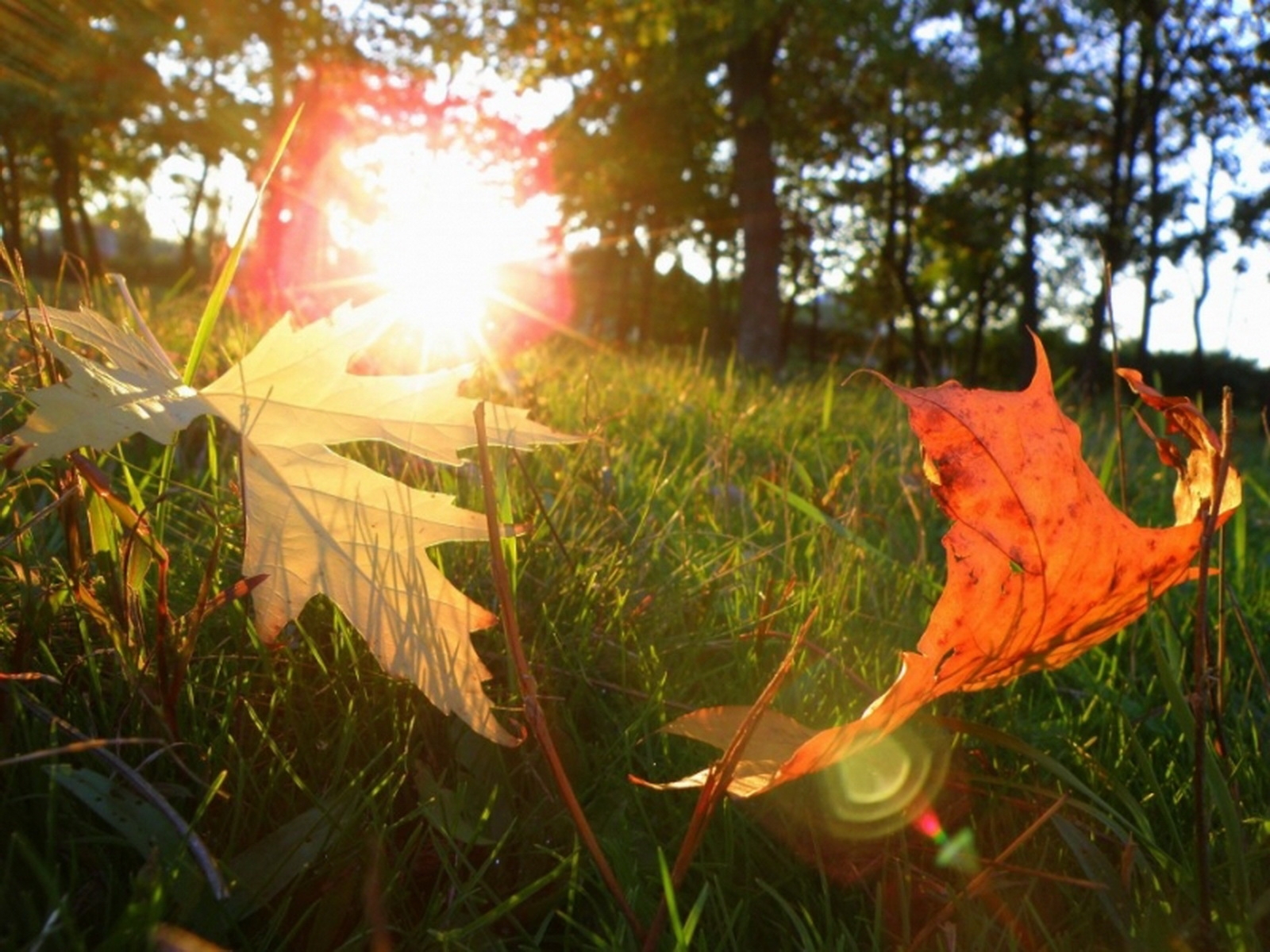 Laden Sie das Sun, Pflanzen, Blätter-Bild kostenlos auf Ihren PC-Desktop herunter