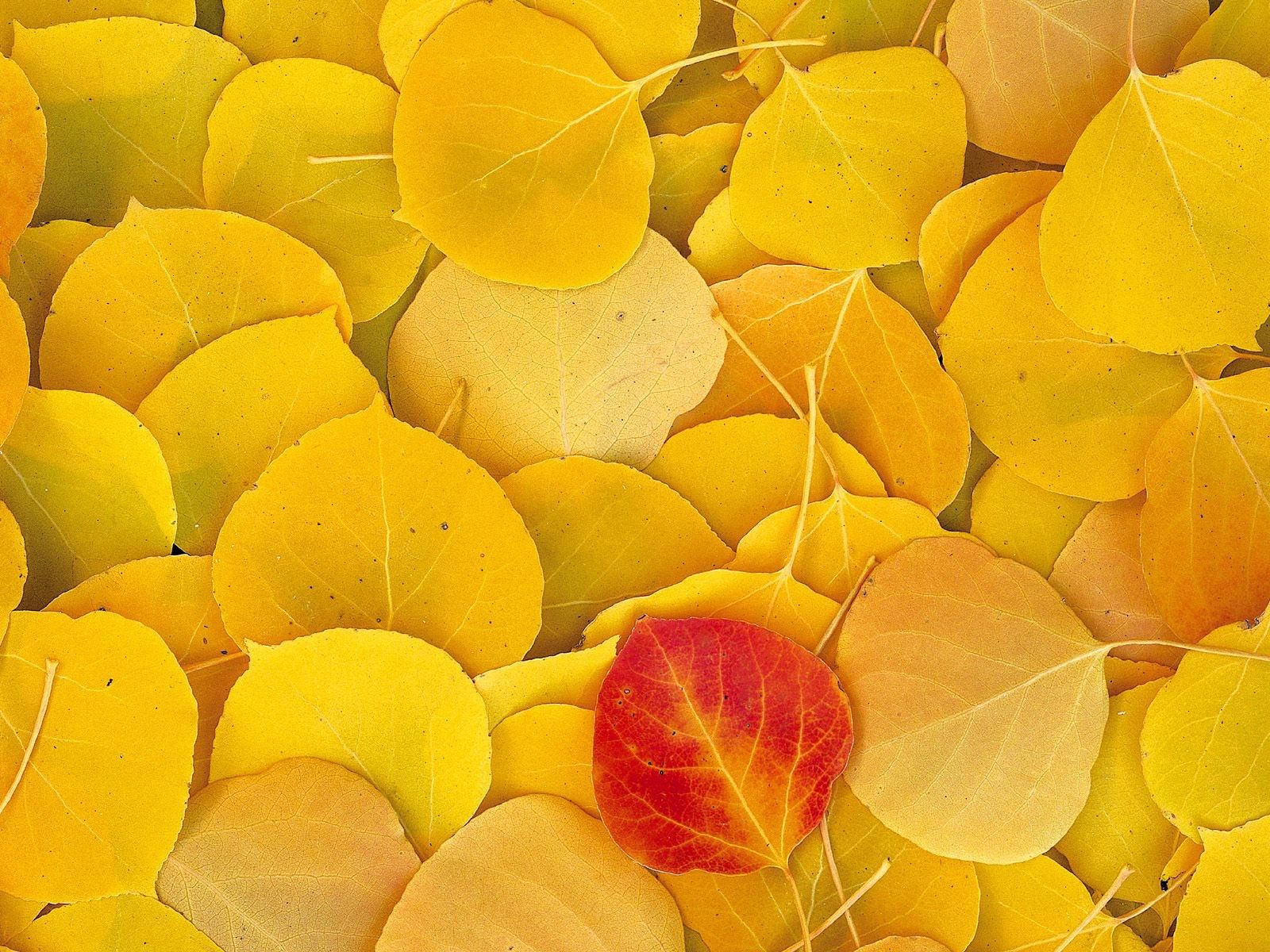 86950 free download Yellow wallpapers for phone,  Yellow images and screensavers for mobile