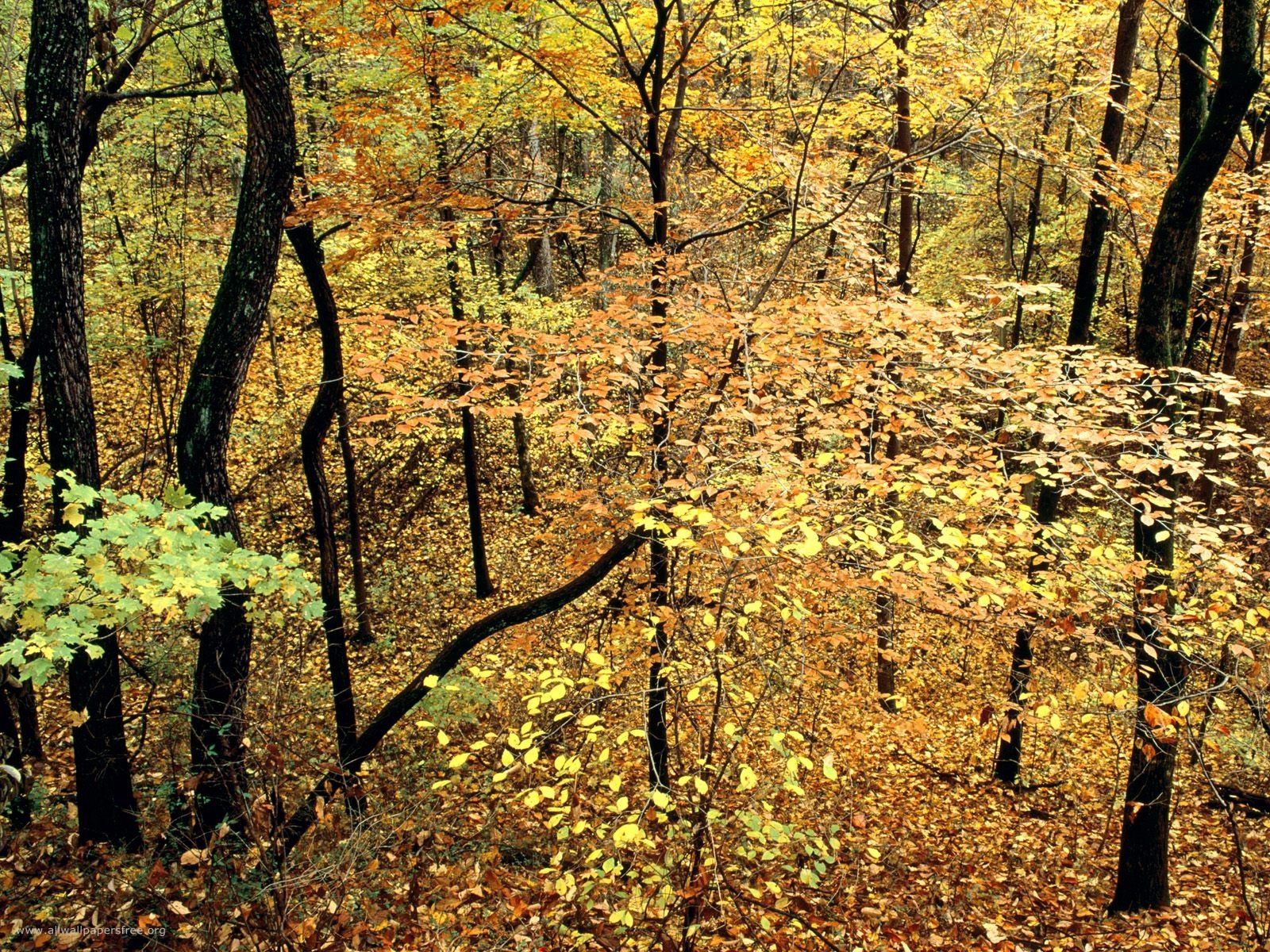 72160壁紙のダウンロード自然, 木, 葉, 森林, 森, 木の葉-スクリーンセーバーと写真を無料で