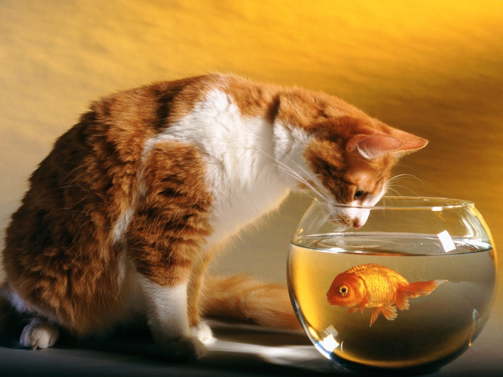 2238 скачать обои кошки (коты котики), рыбы, животные, аквариумы, оранжевые - заставки и картинки бесплатно