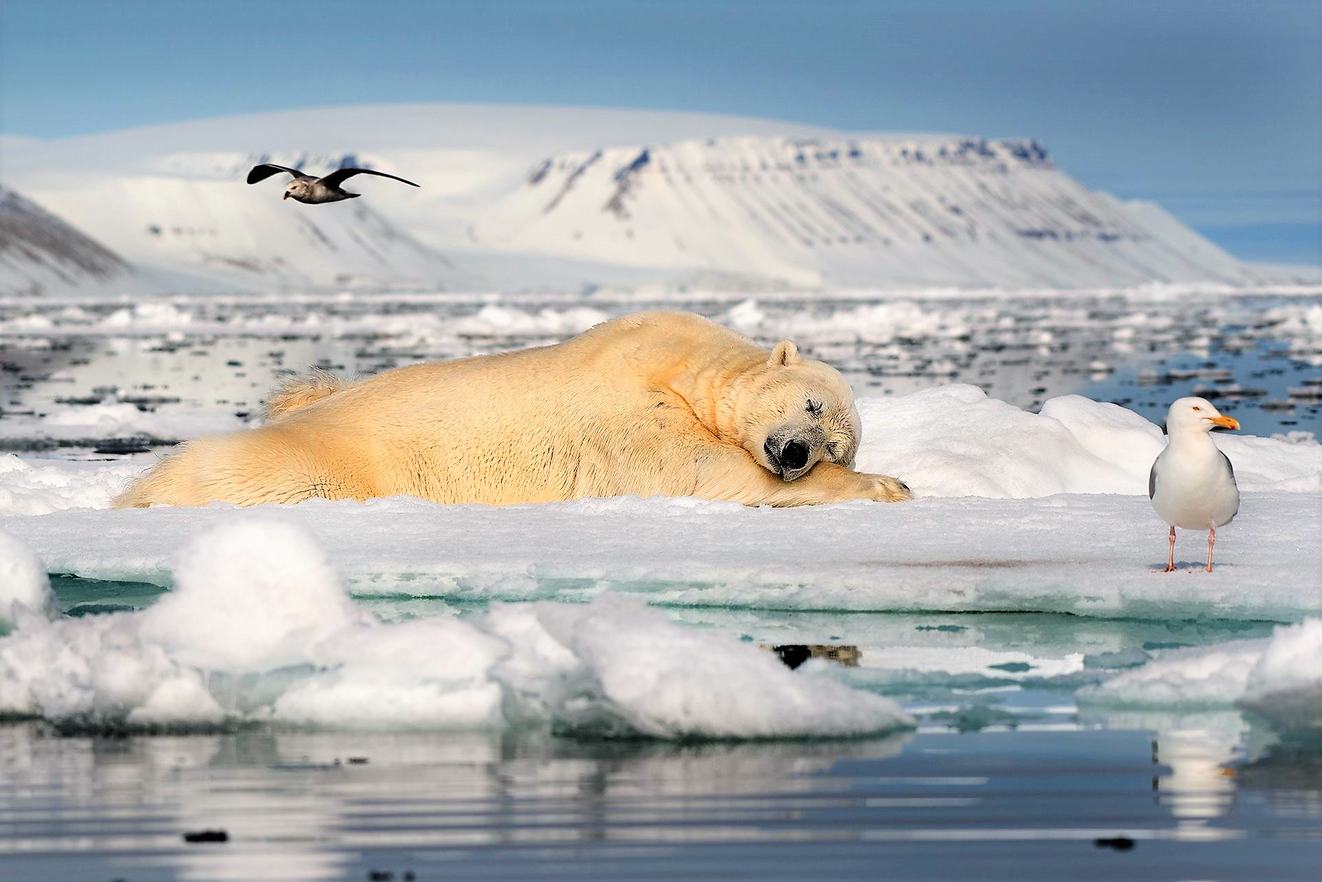 Арктическая Пустыня Животные