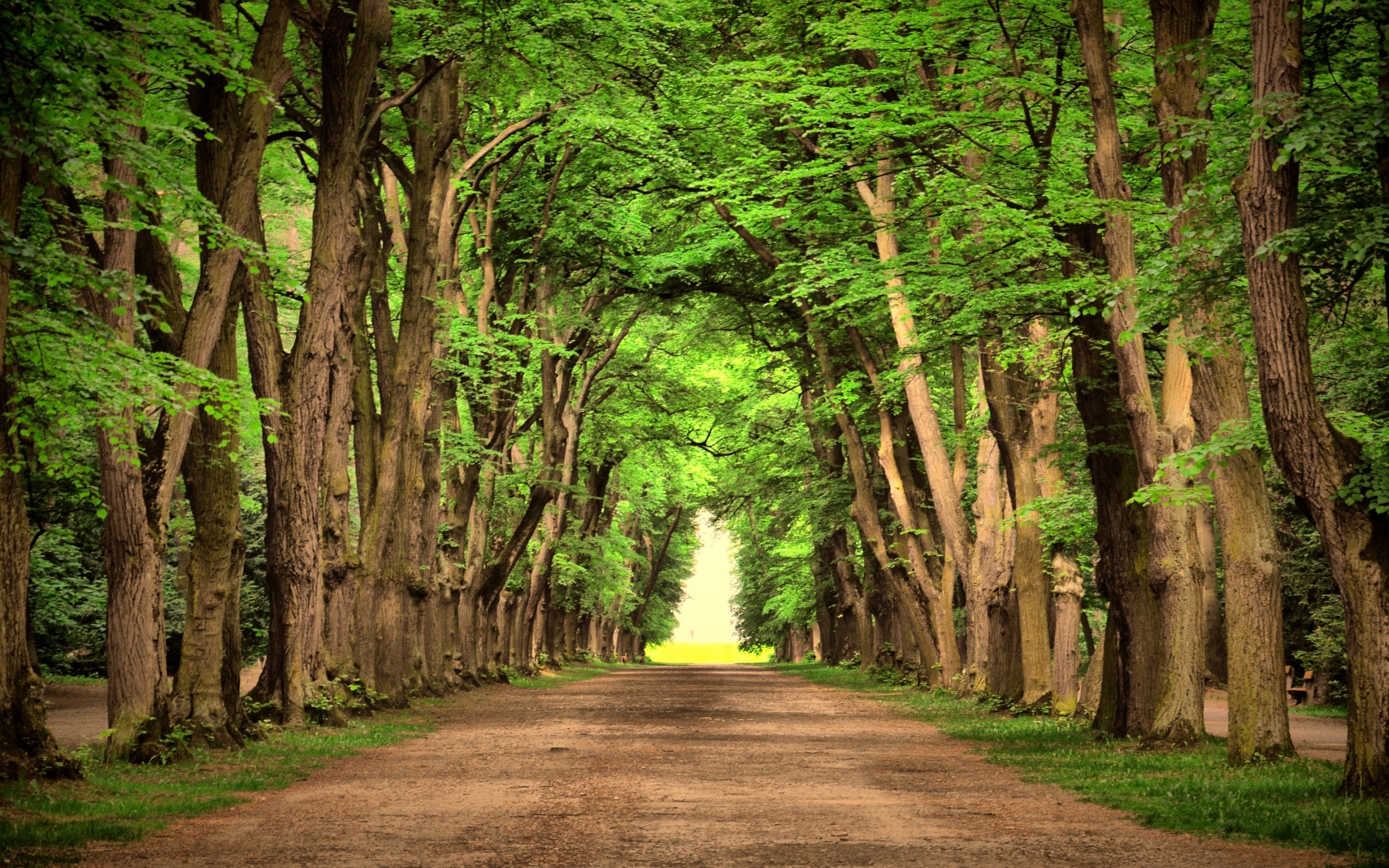 Download mobile wallpaper Landscape, Trees, Nature for free.
