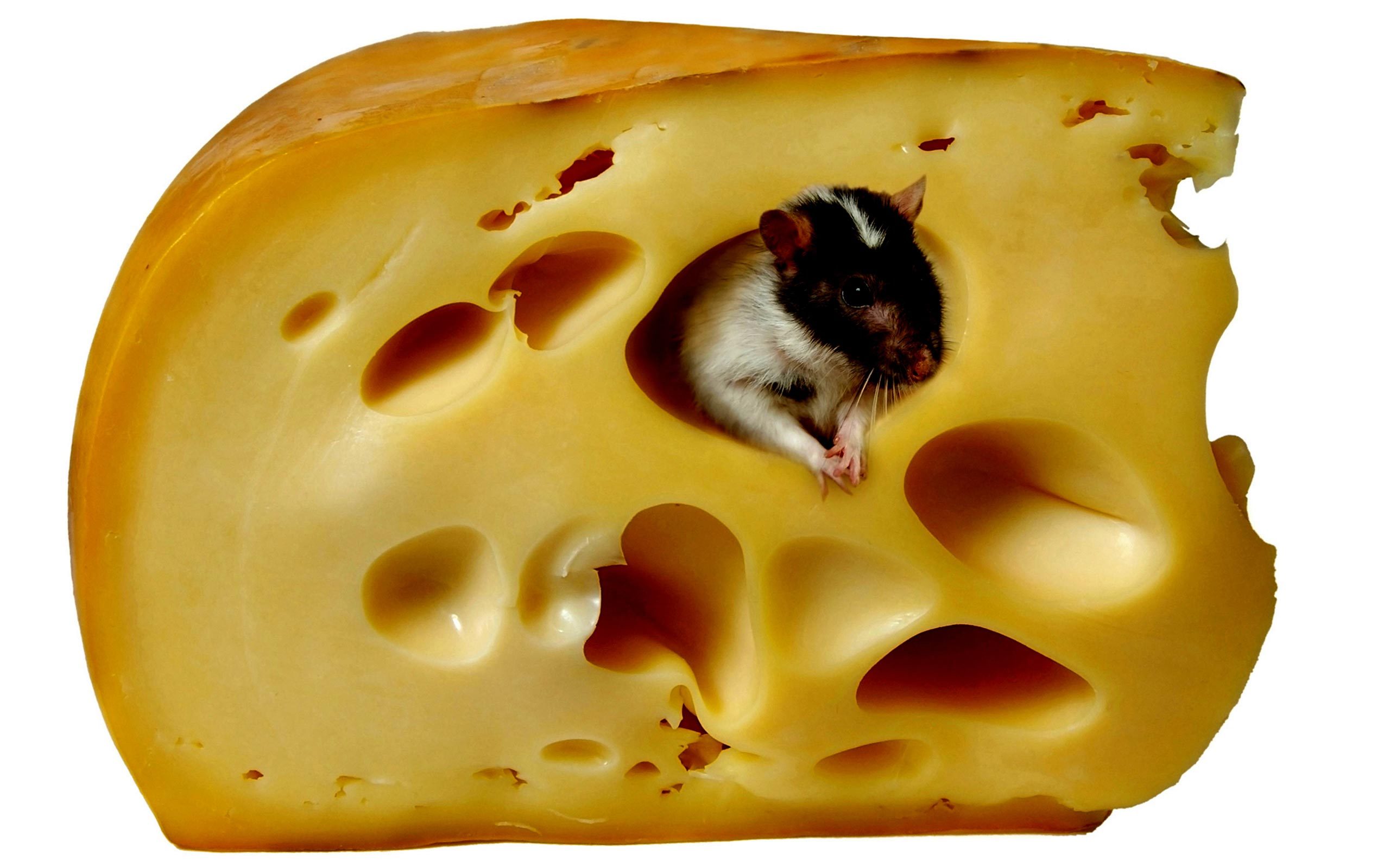 12427 Hintergrundbild herunterladen tiere, nagetiere, mäuse, cheese, gelb - Bildschirmschoner und Bilder kostenlos
