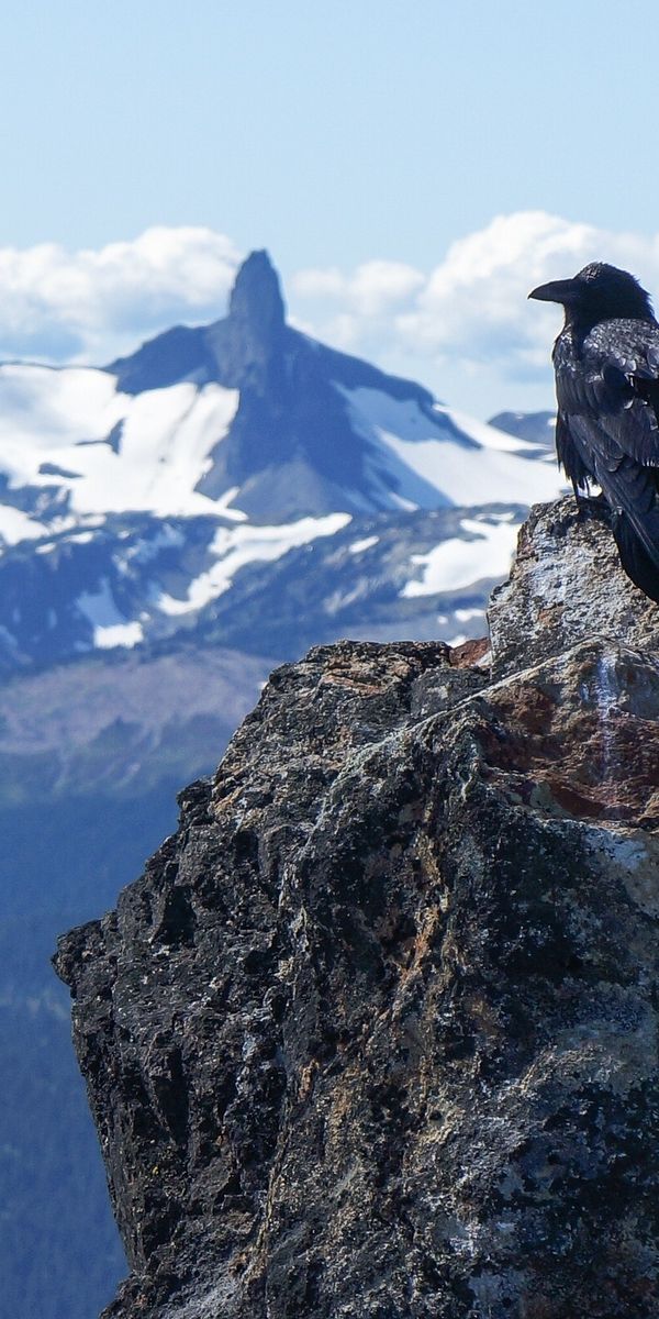 Crow mountains. Птицы в горах. Ворон в горах. Ворона в горах. Горные вороны.