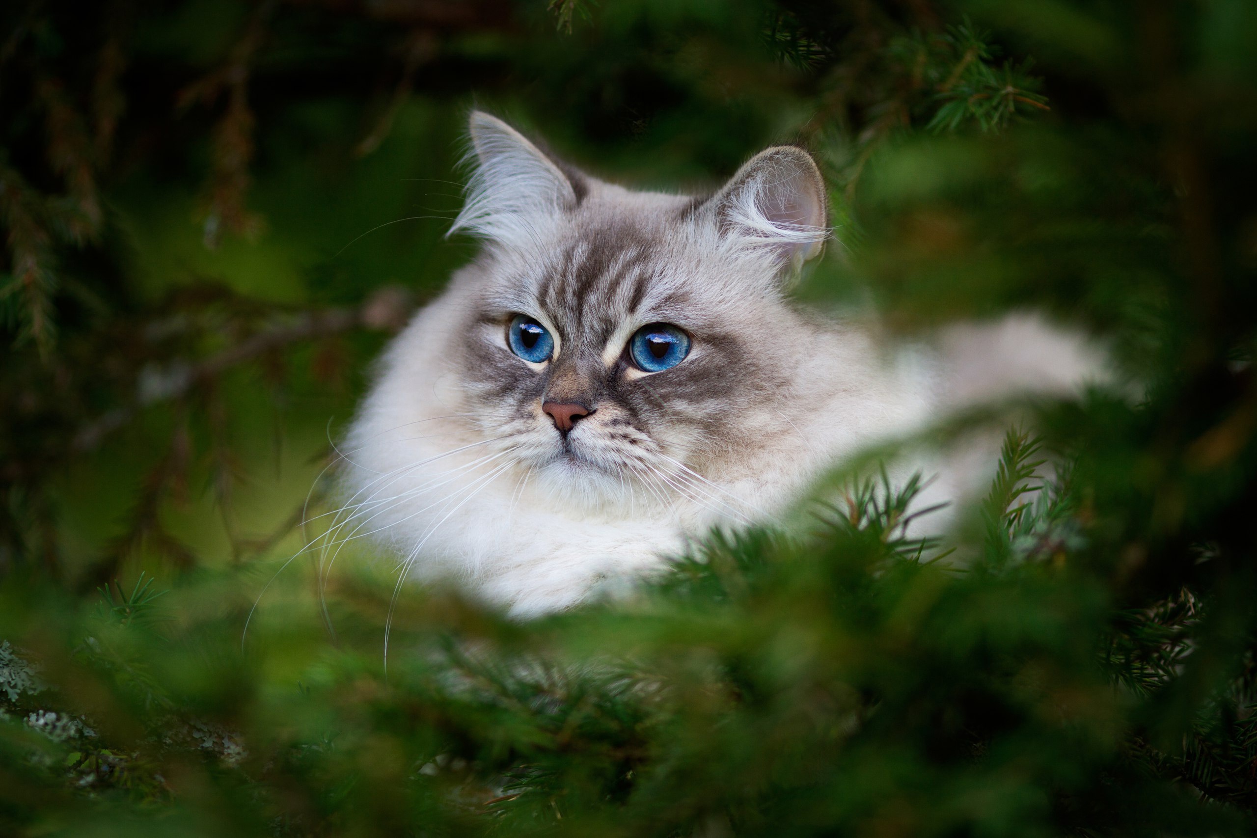 Невская маскарадная кошка голубоглазая
