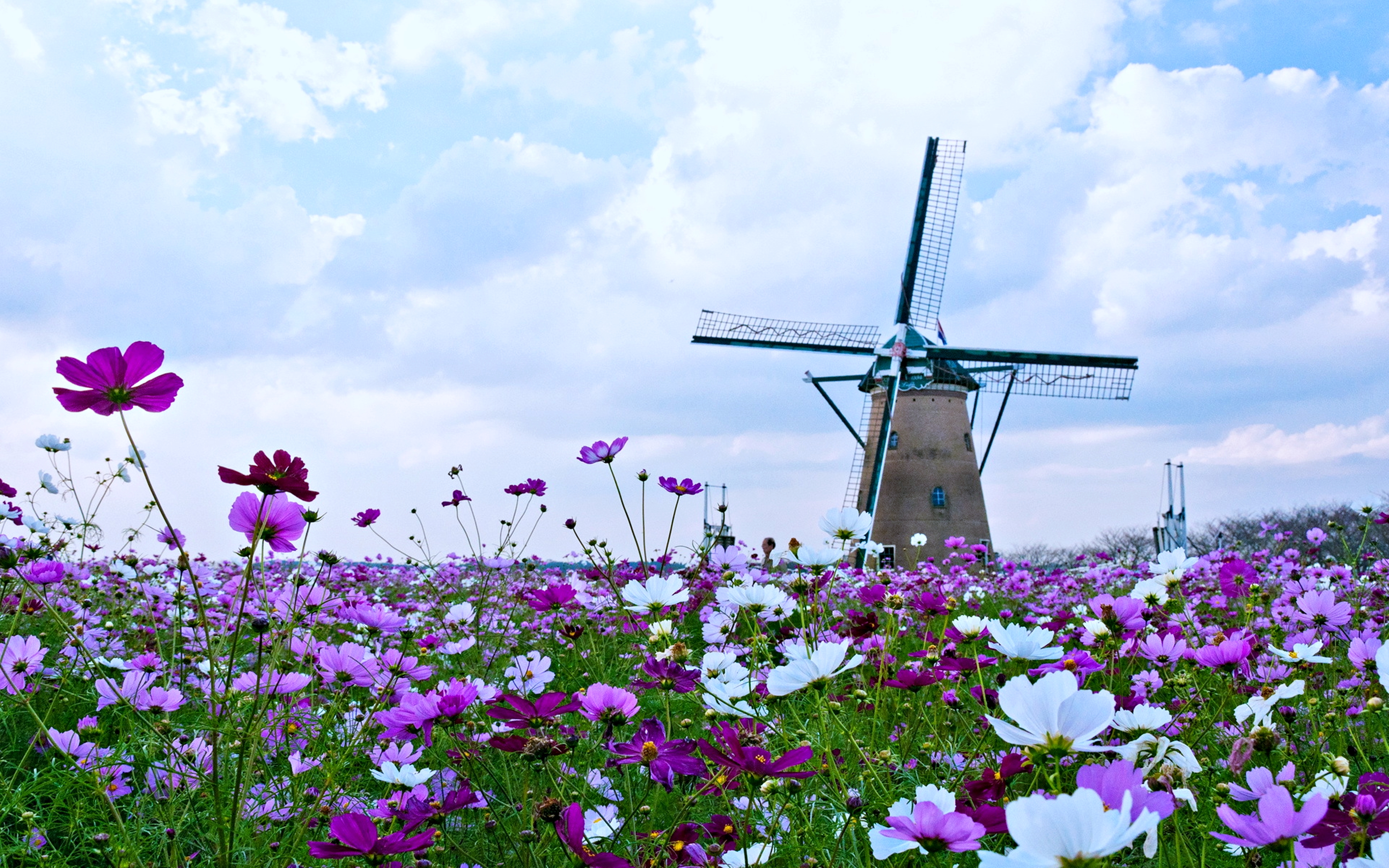 man made, spring, windmill, flower, nature